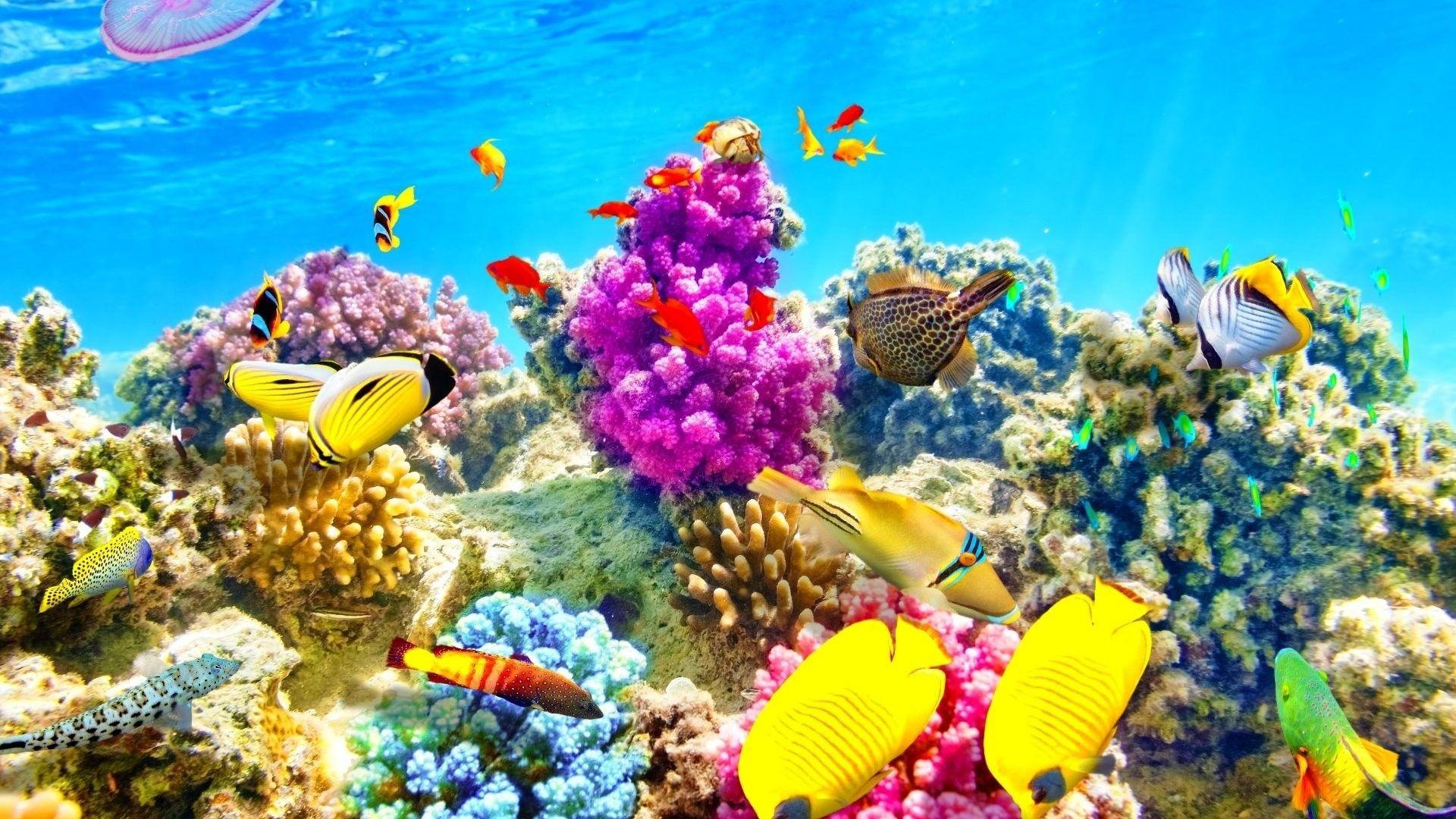 1920x1080 Underwater Wallpaper