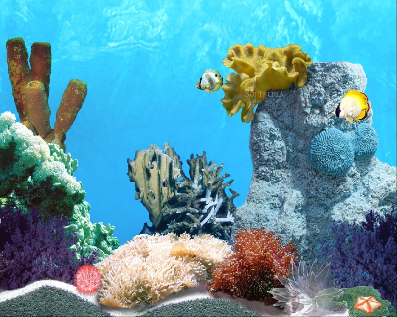 1280x1024 Free download wallpaper fish wallpaper coral wallpaper wallpaper