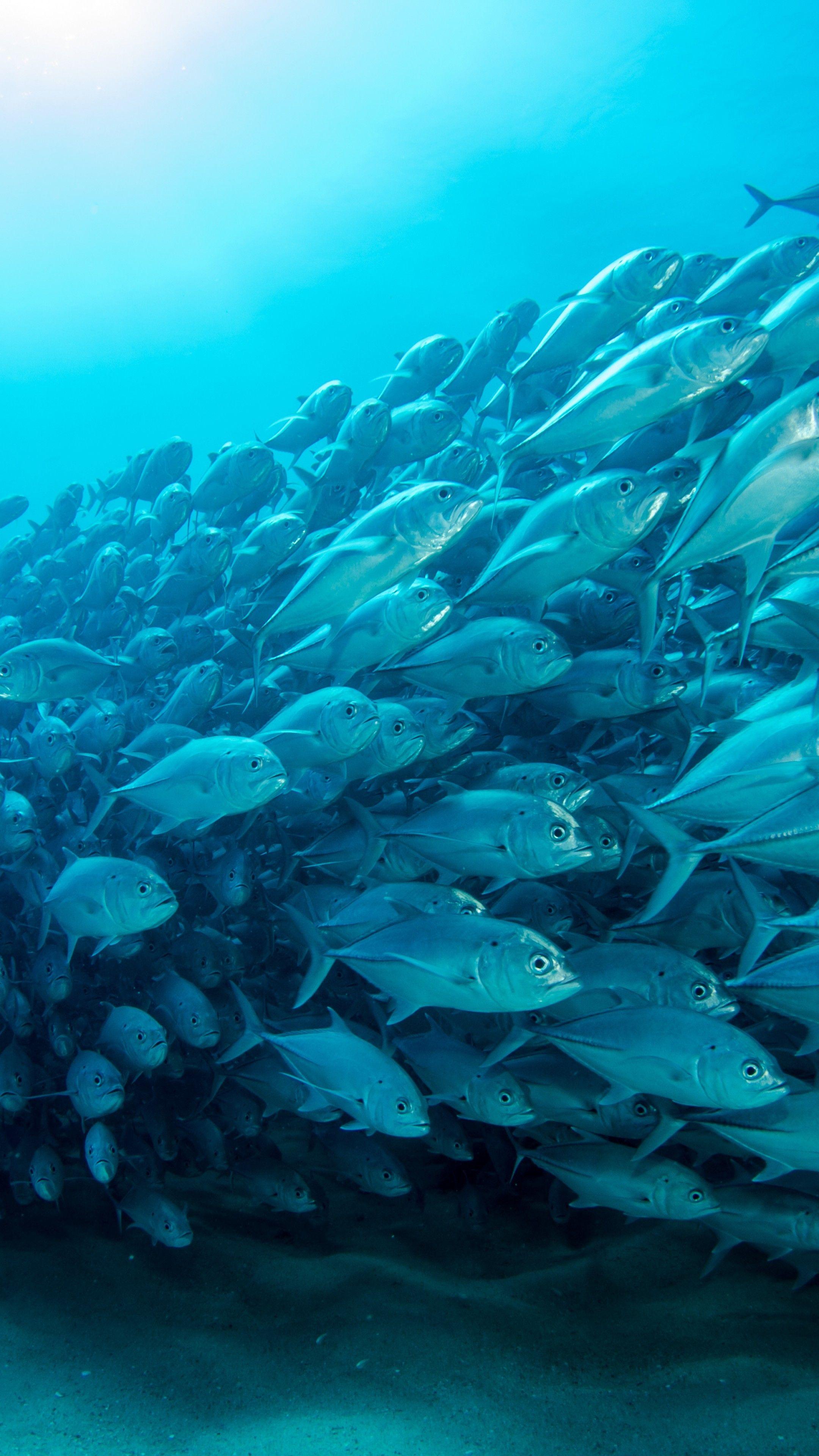 2160x3840 Wallpaper fish, underwater, diving, sea, ocean, 5K, Animals