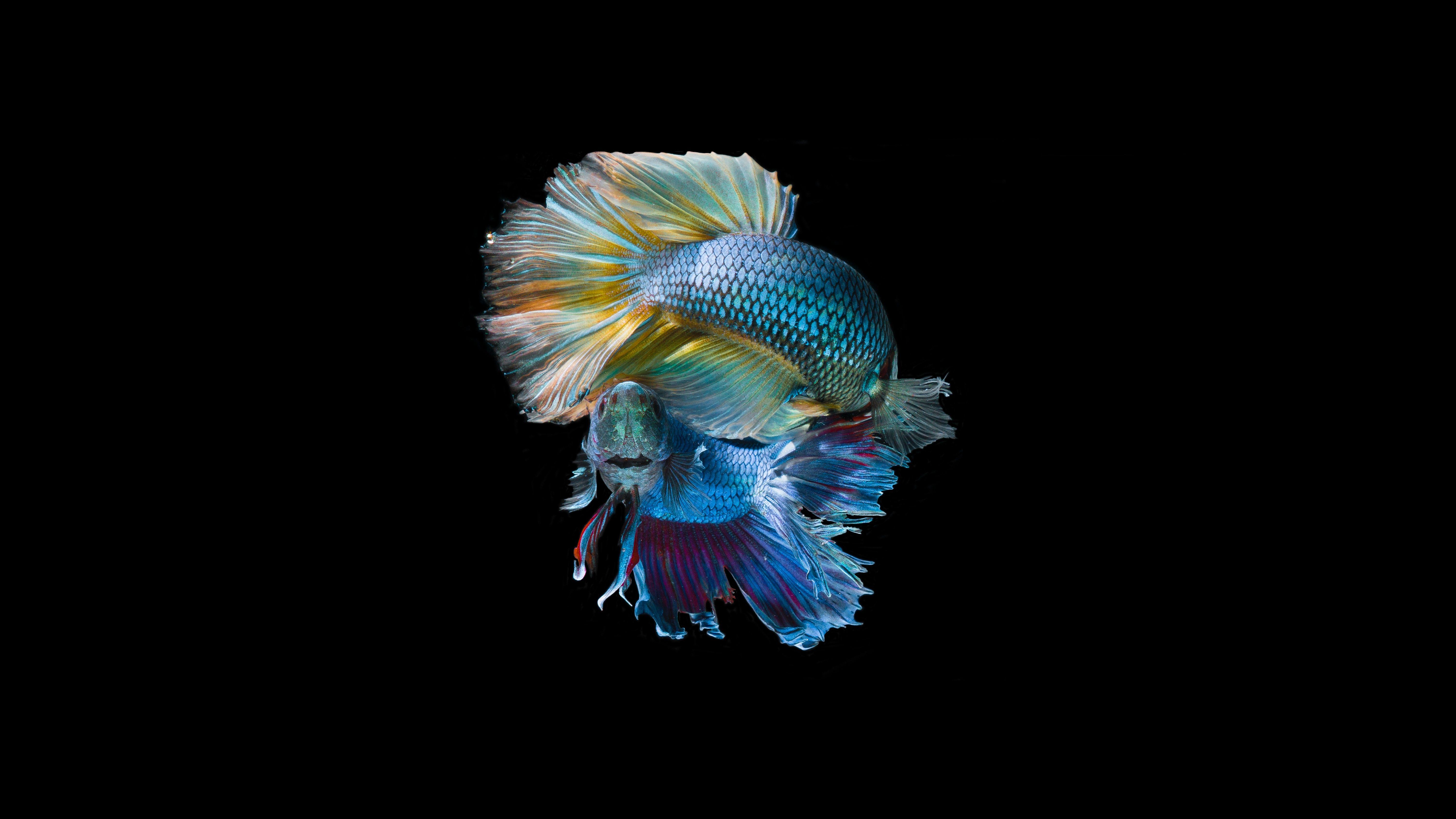 6000x3376 Underwater Fish 5K Wallpaper