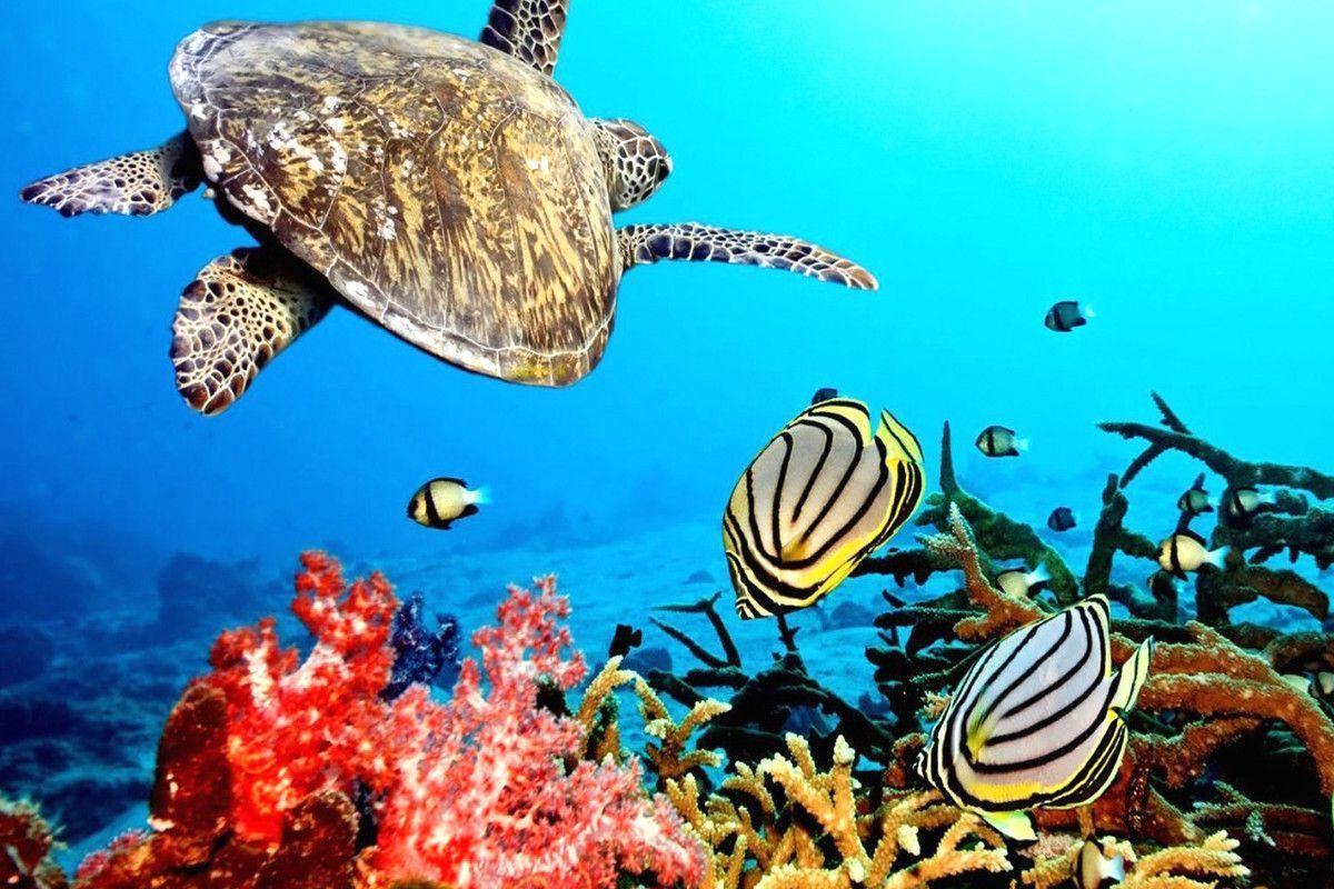 1200x800 Underwater Desktop Background