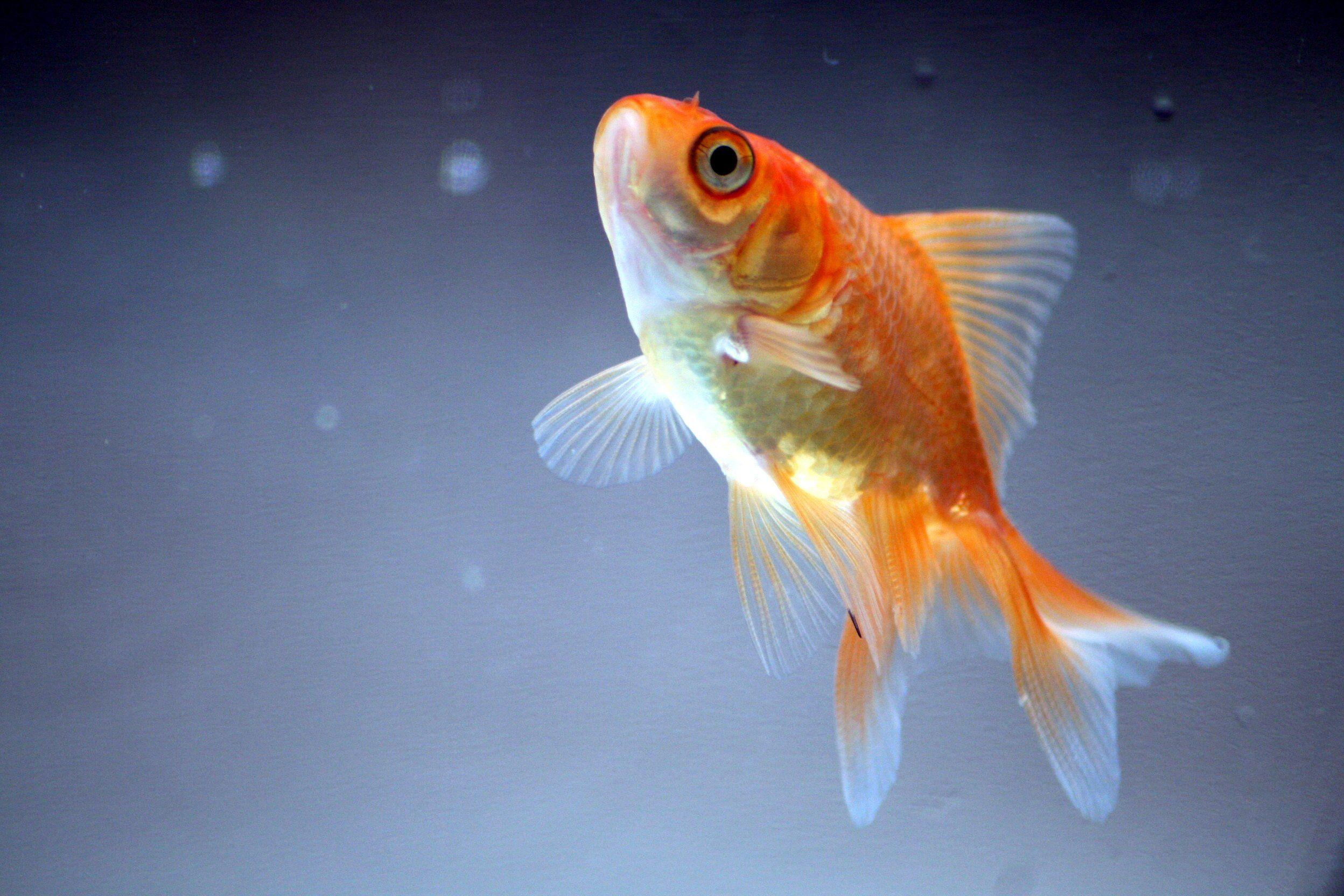2496x1664 underwater, Fish, Fishes, Goldfish, Gold, Fish Wallpaper HD