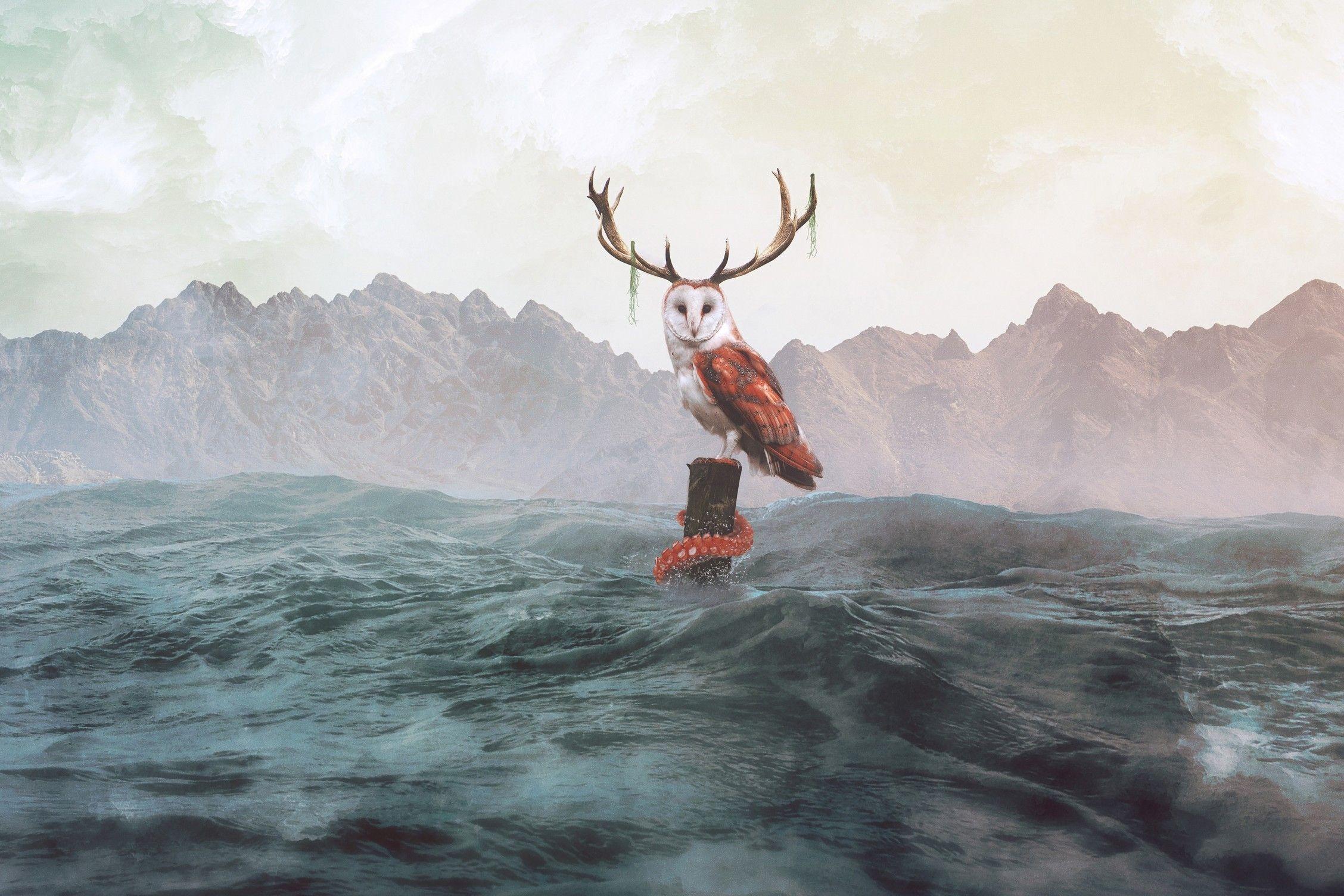 2256x1504 Download 2256x1504 Owl, Waves, Digital Art, Octopus, Ocean