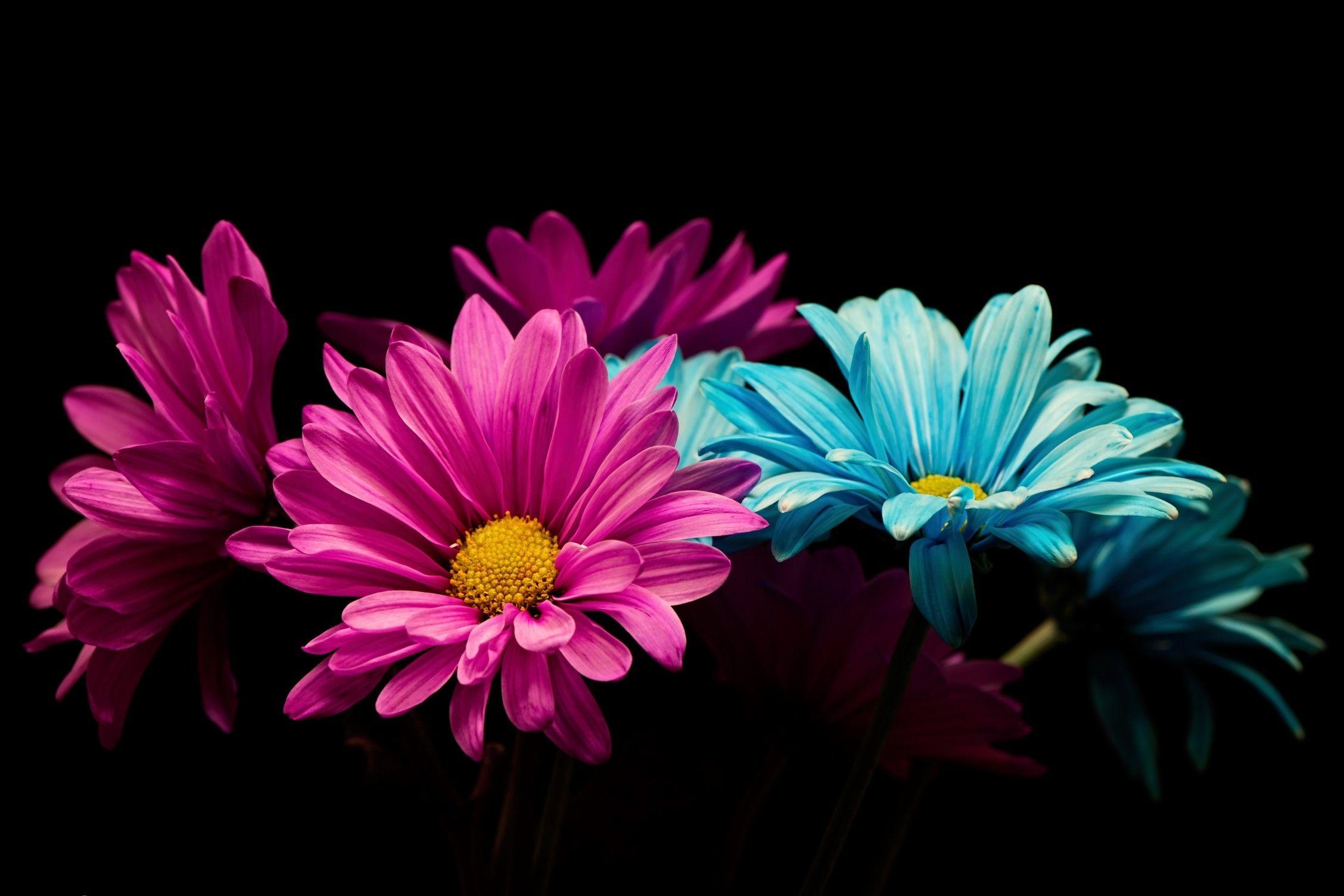 2256 X 1504 Flower Wallpapers - Top Free 2256 X 1504 Flower Backgrounds