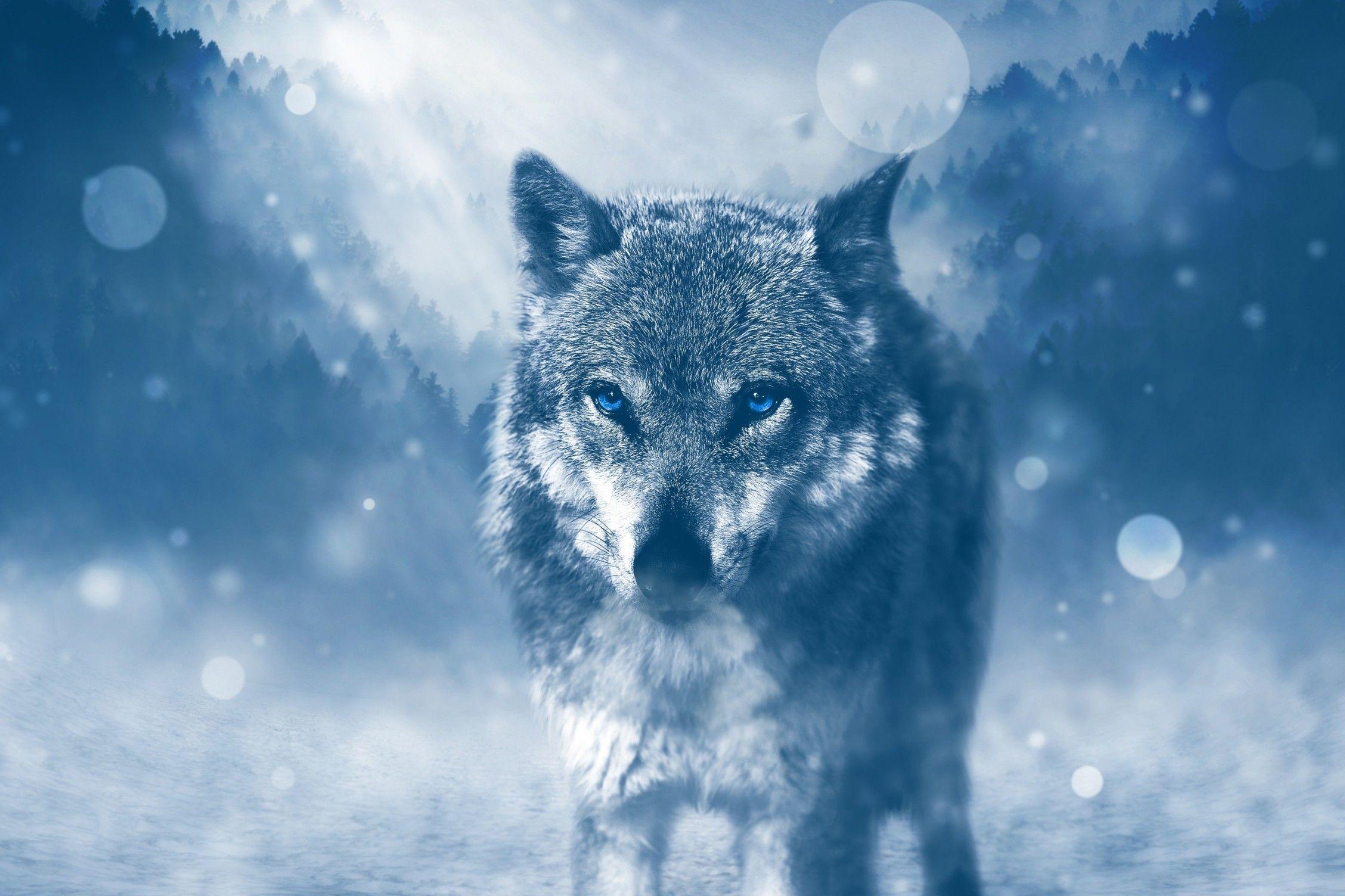 2256x1504 Download 2256x1504 Wolf, Majestic, Photo Manipulation, Blue Eyes