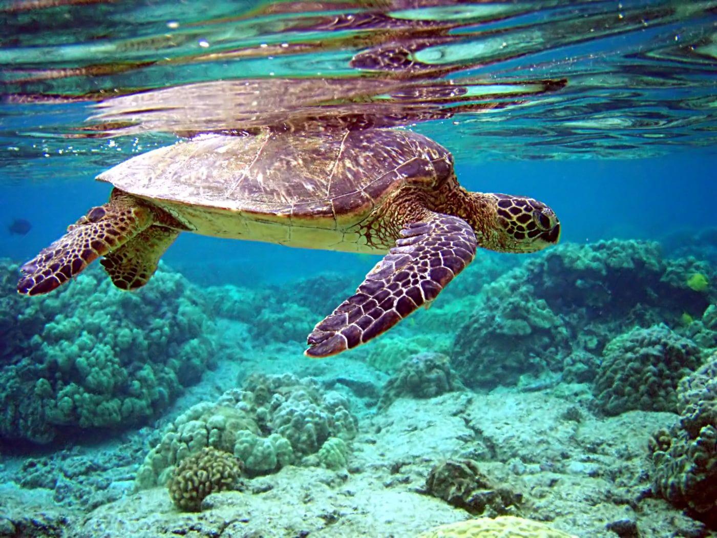 1400x1050 Turtle swimming in the ocean HD wallpaper