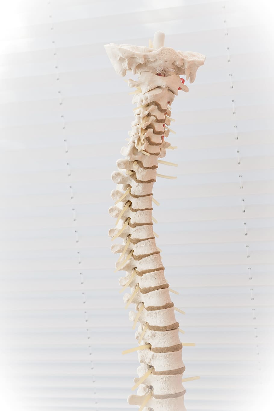 910x1365 Human Spine 1080P, 2K, 4K, 5K HD wallpaper free download