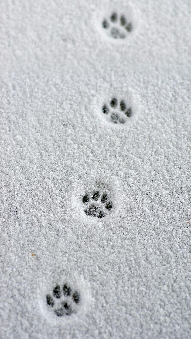 736x1308 iPhone XS wallpaper : Little paw prints Magazine daily source of best wallpaper around the world