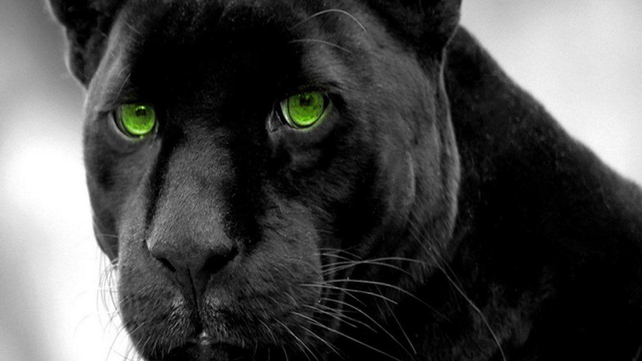 High Resolution Animals Wallpapers - Top Free High Resolution Animals ...