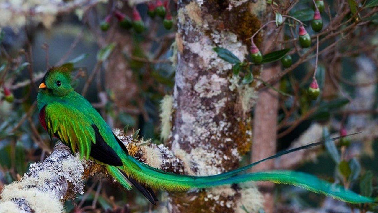 1280x720 HD Animal Wallpaper, Wild Animals, High Resolution Animals