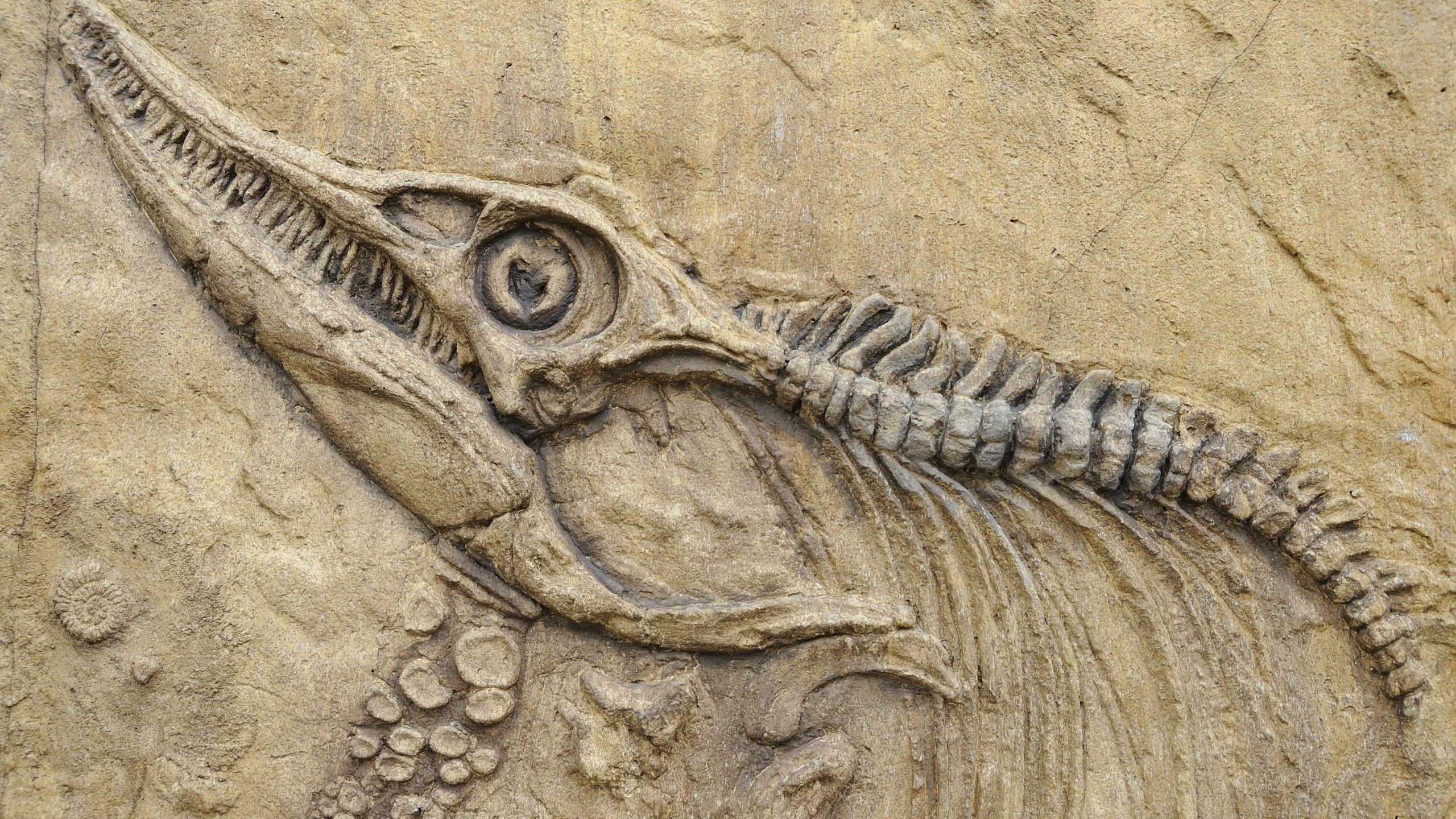 2560x1440 nature, Animals, Skull, Bones, Prehistoric, Birds, Dinosaurs, Spine, Stone, Fangs, Fossil Wallpaper HD / Desktop and Mobile Background
