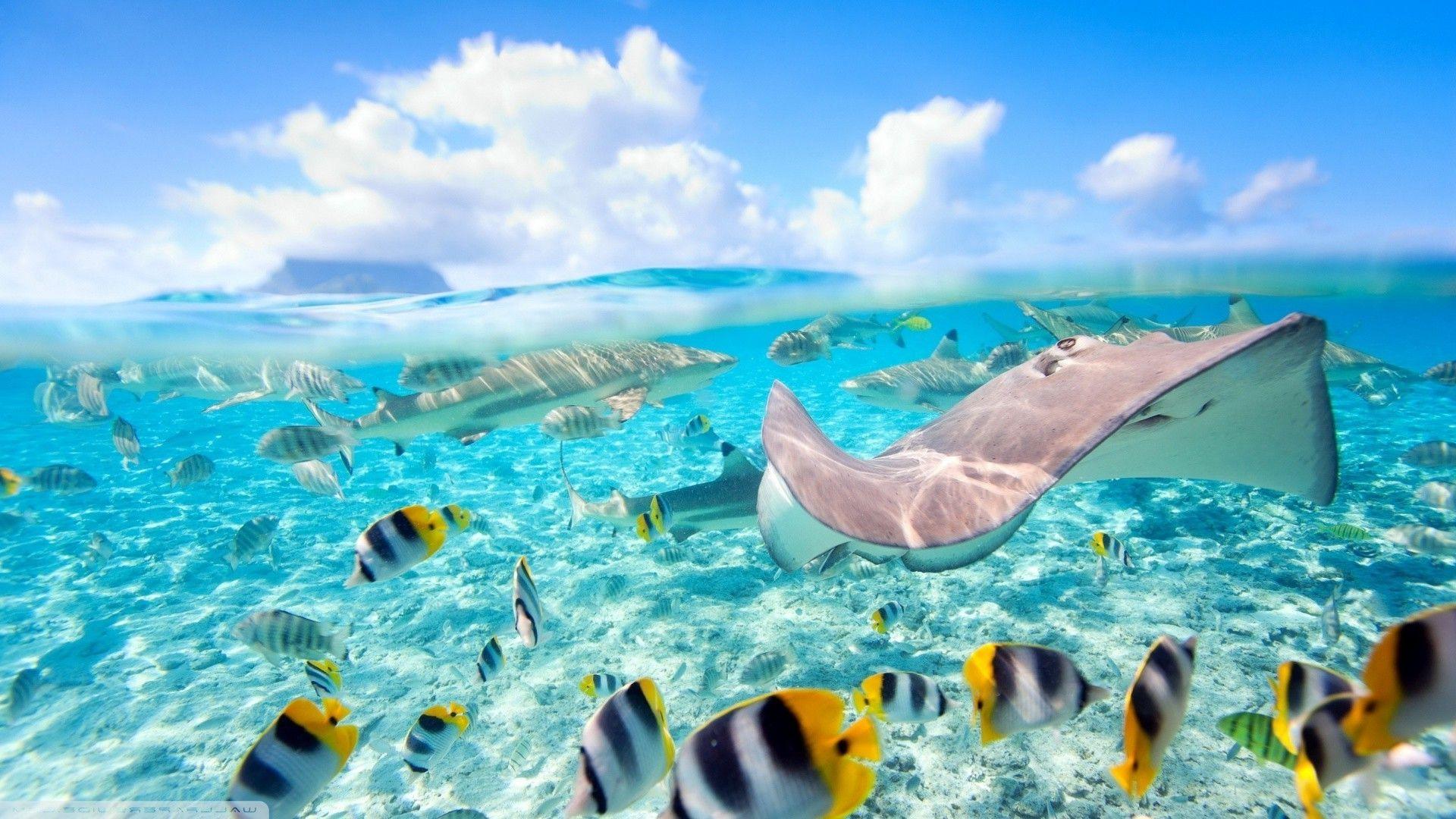 1920x1080 fish, Sea, Split view, Stingray, Bora Bora Wallpaper HD / Desktop