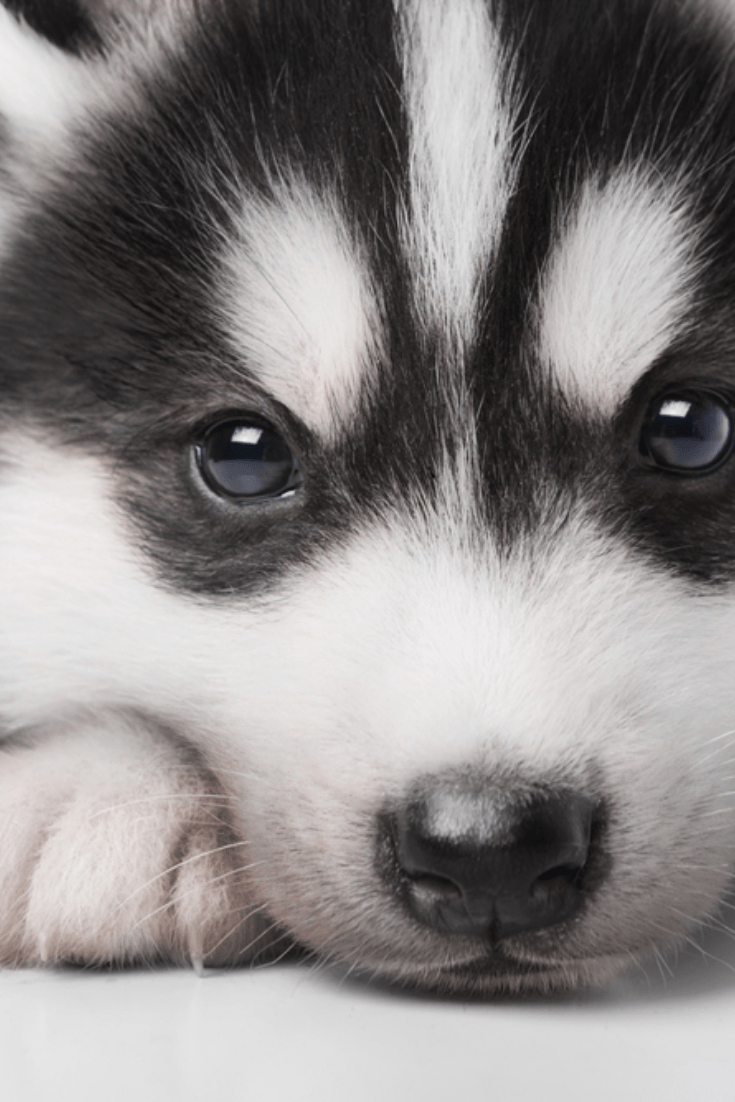 Cute Husky Wallpapers - Top Free Cute Husky Backgrounds - WallpaperAccess