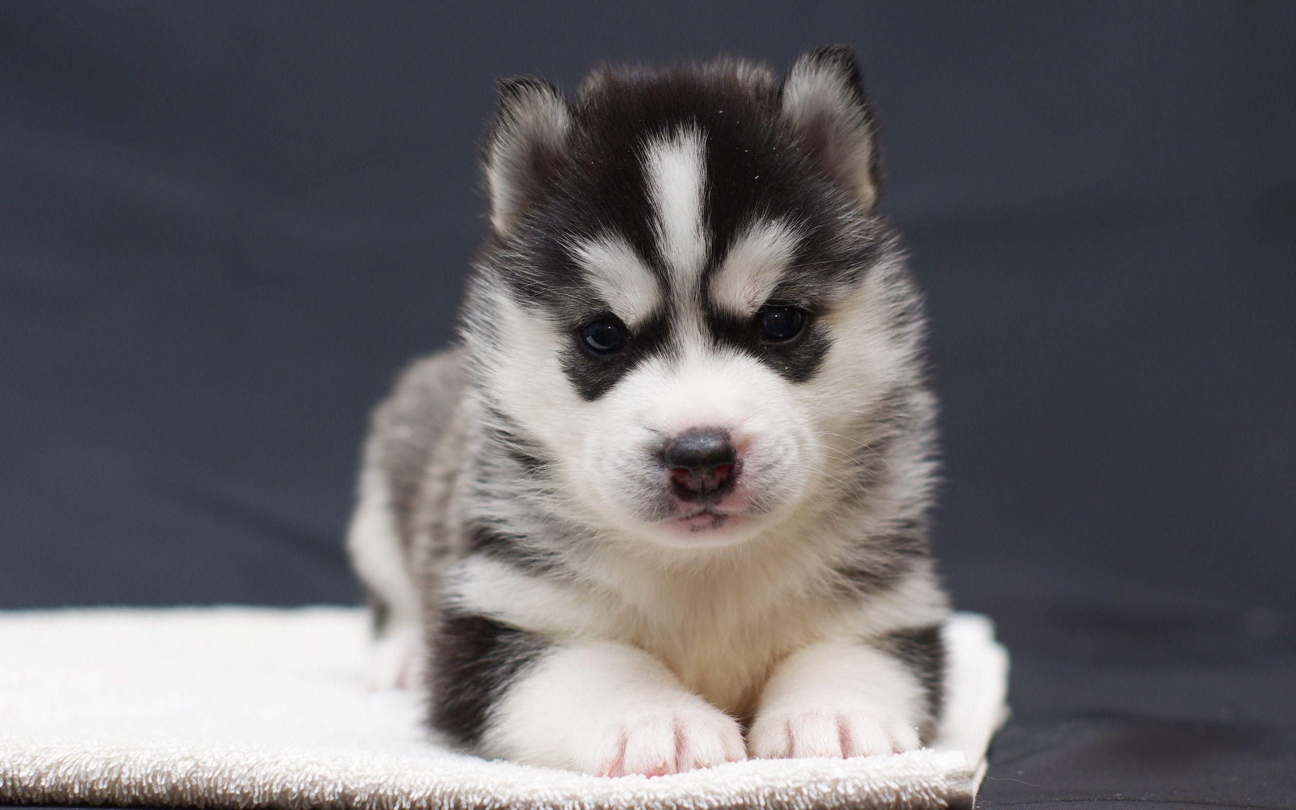 2560x1600 Cute Husky Puppy 40912 2560x1600px