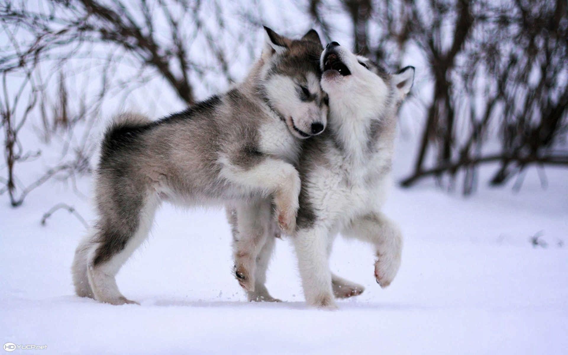1920x1200 Alaskan Malamute Puppies Dogs Cute HD Wallpaper For Husky