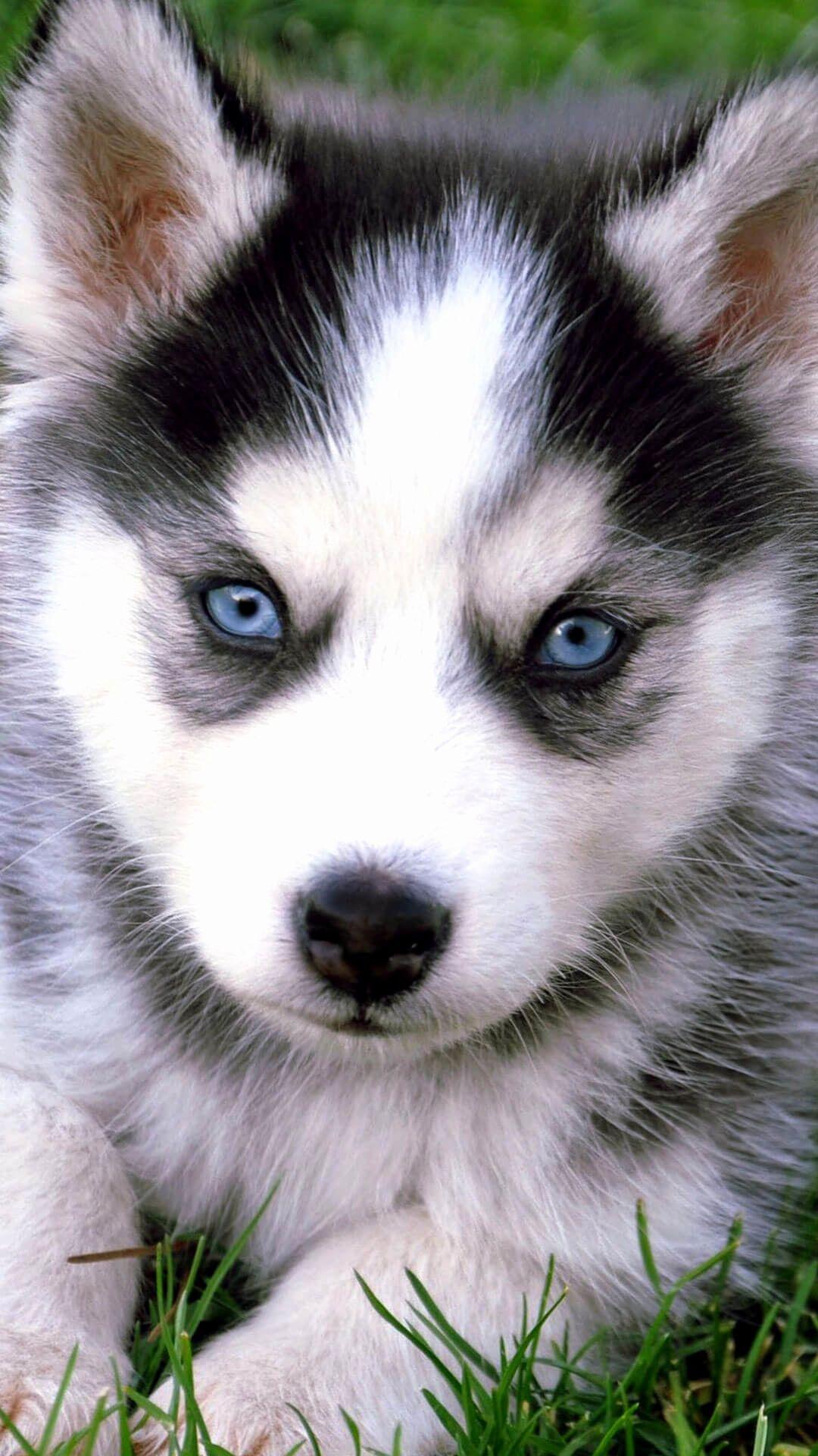 1080x1920 Husky Cute Puppy