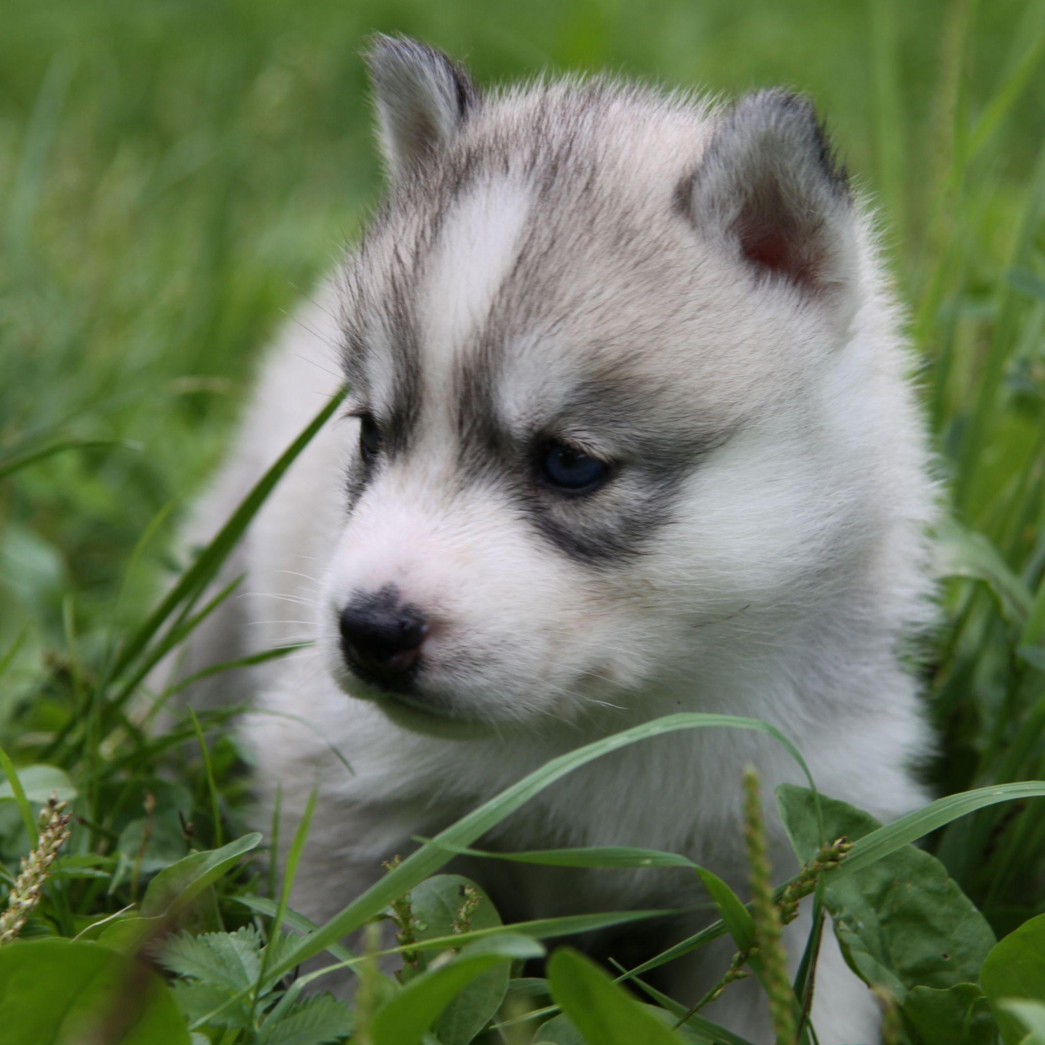 2048x2048 Cute Husky Puppy iPad Air Wallpaper Free Download
