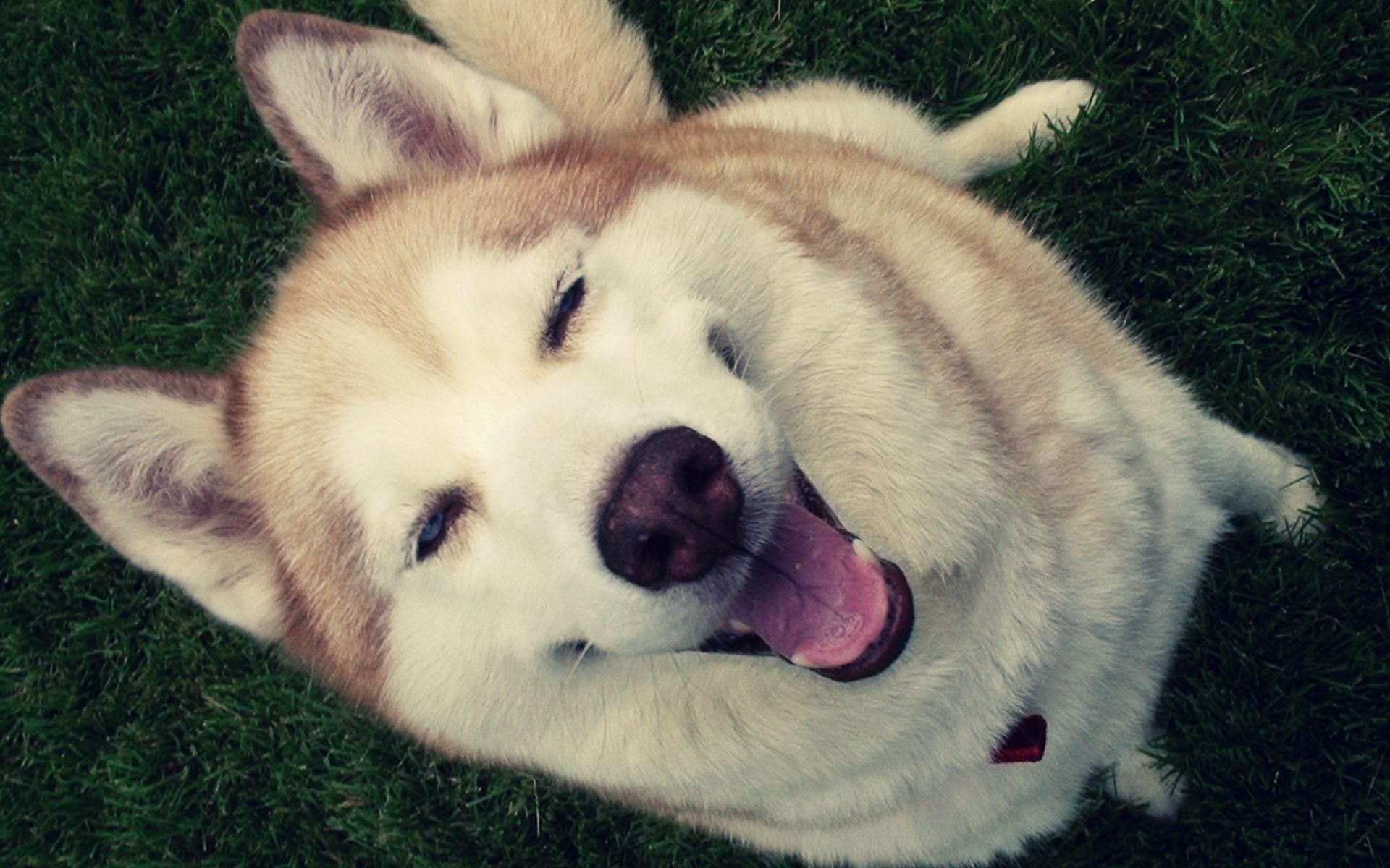 1920x1200 Free download Funny Husky Dog HD WAllpaper [1920x1200]