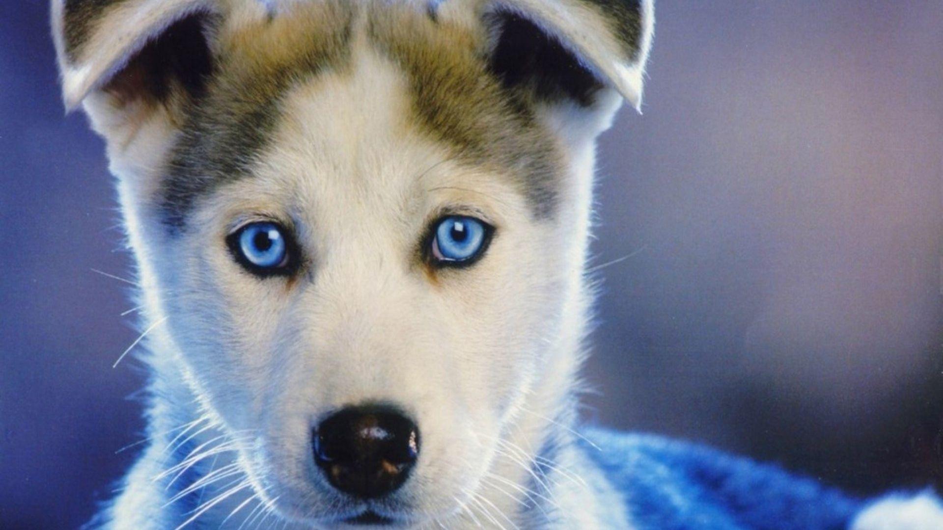 1920x1080 Hd Husky Wallpaper