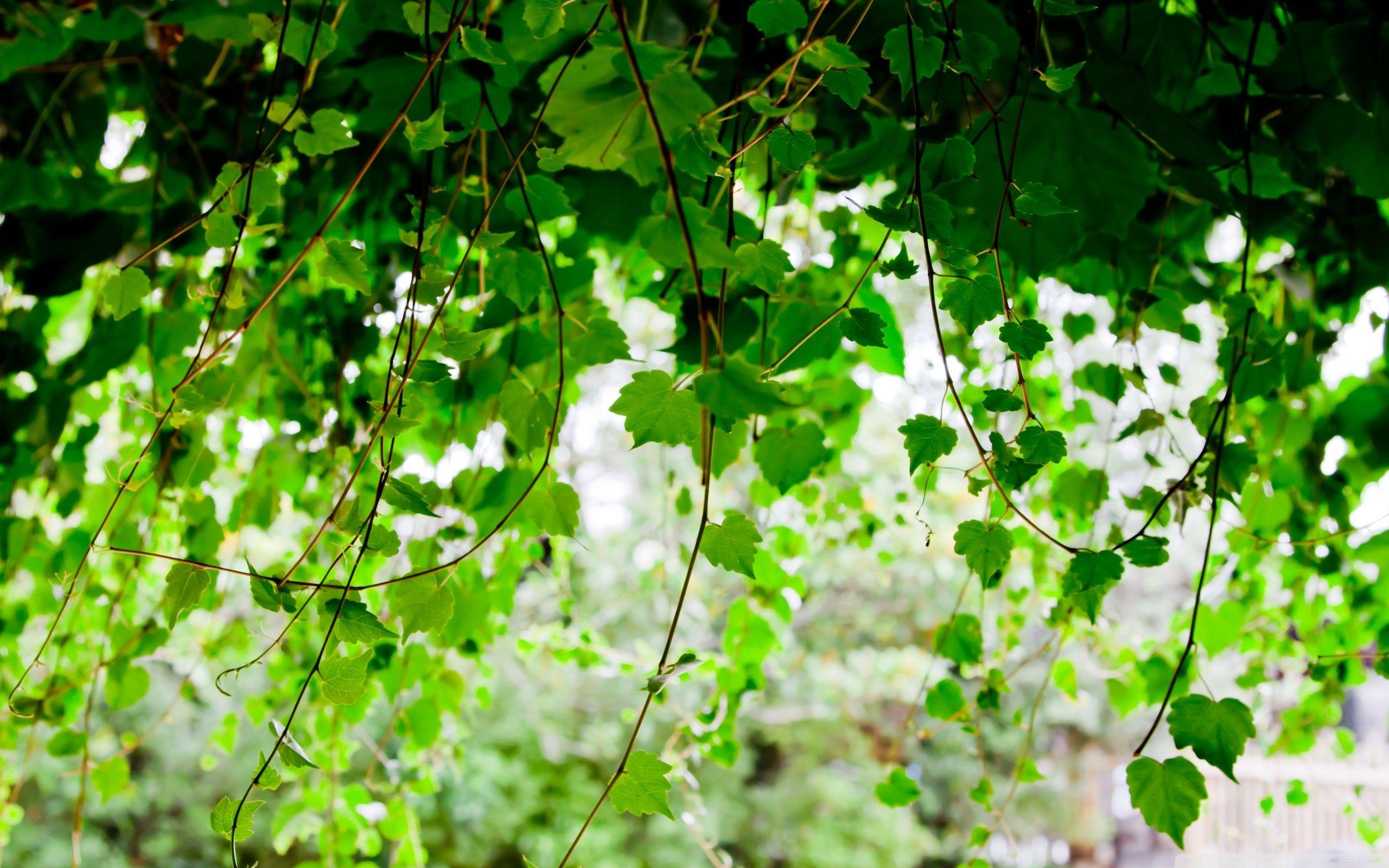 Ivy Wallpapers  Top Free Ivy Backgrounds  WallpaperAccess