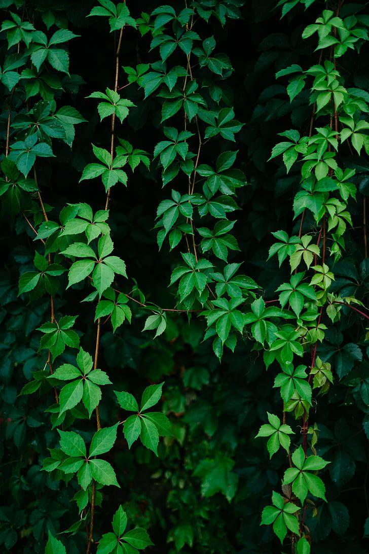 728x1092 HD wallpaper: leaves, plant, green, grapes, vine