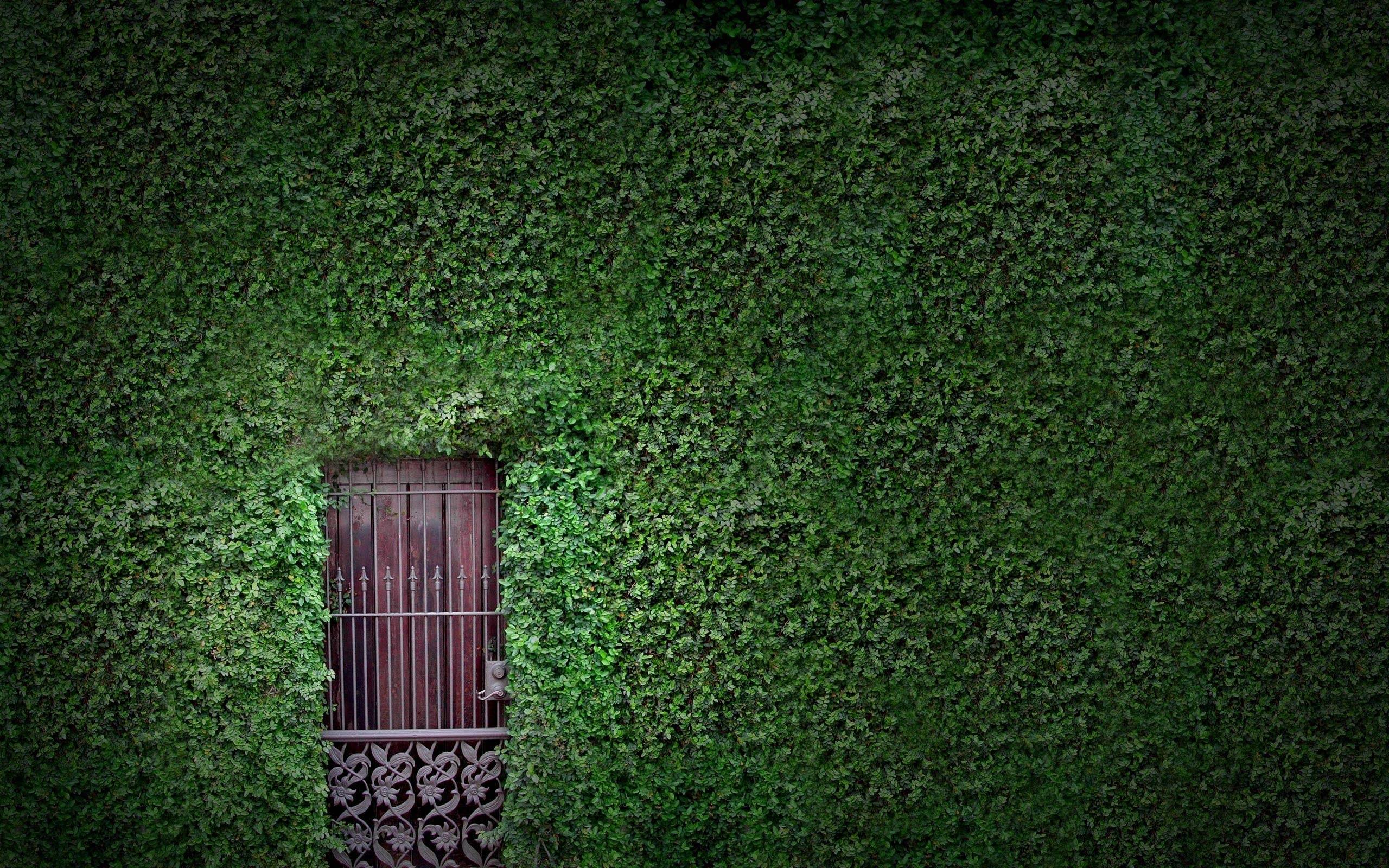 2560x1600 7Z7C89T Ivy Vine Wallpaper 2560x1600 px