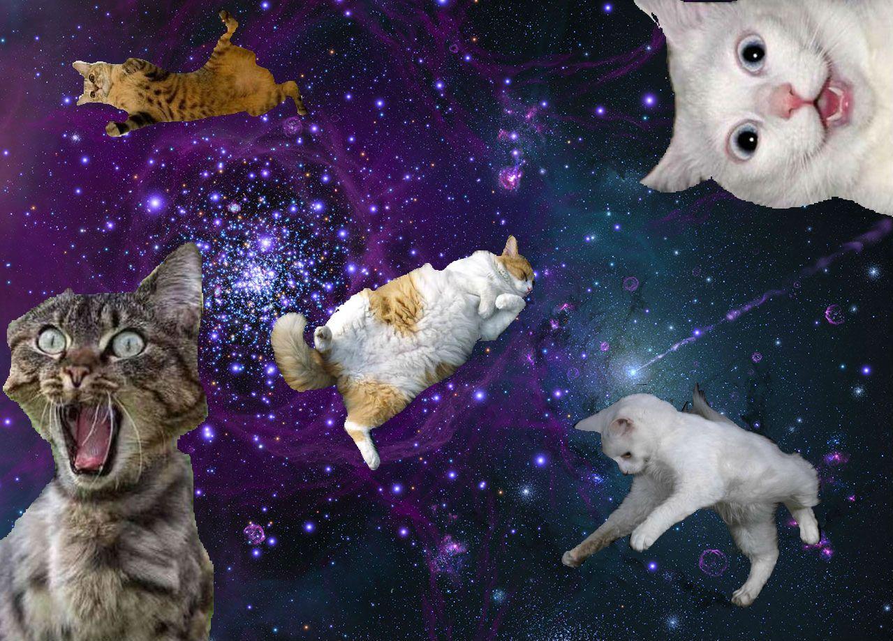 1279x919 Free download Galaxy Cat Canister 2015 [1279x919] for your Desktop