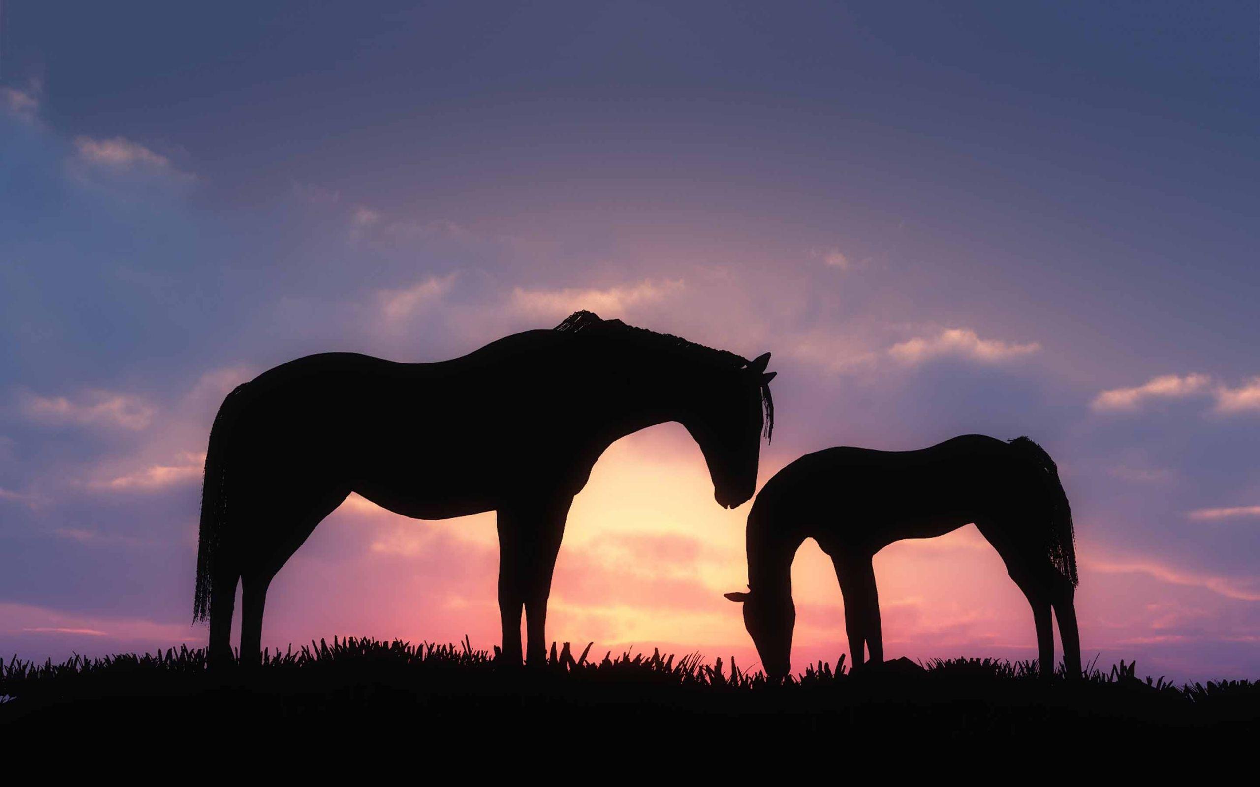 Horses Sunset Photoshop - Free photo on Pixabay - Pixabay