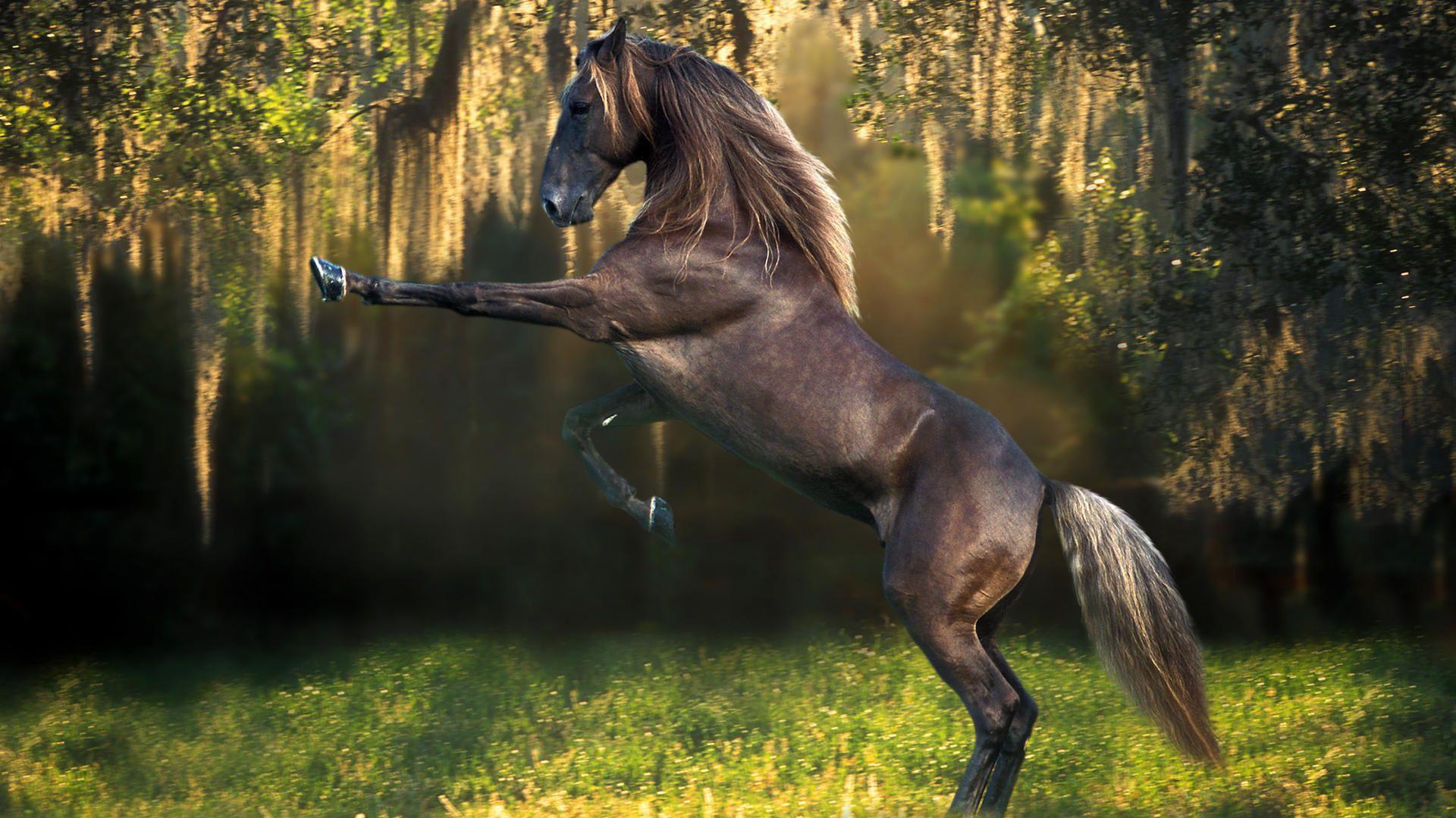 1920x1080 Horse Wallpaper, HQFX Photo