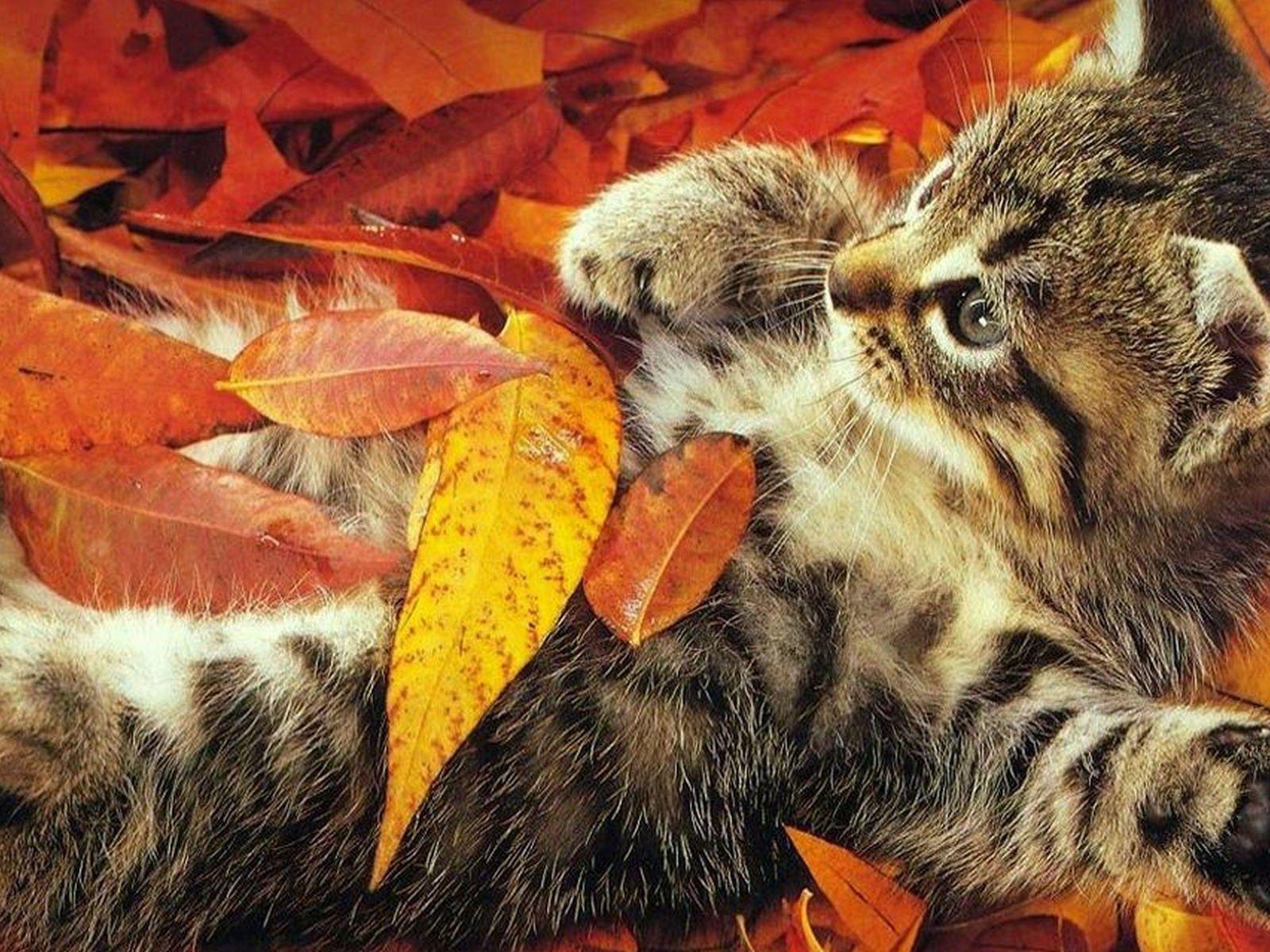 1600x1200 Fall with Animal Desktop Background Wallpaper 4085