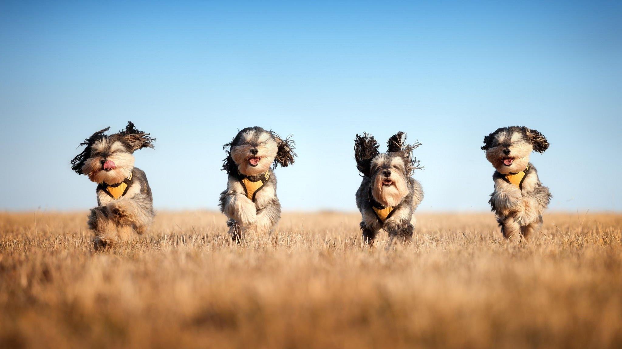 2048x1152 Dog Wallpapers Top Free 2048x1152 Dog Backgrounds Wallpaperaccess
