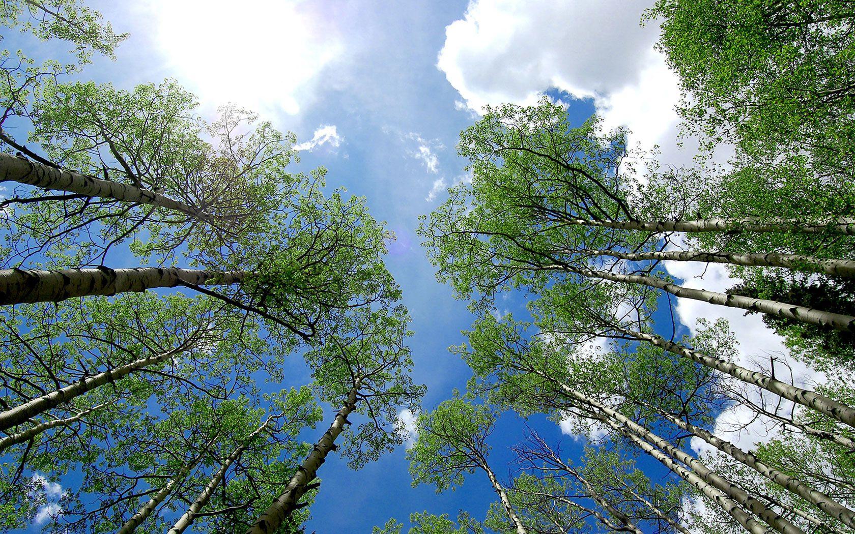 1680x1050 Download Wallpaper Trees in Telluride, Colorado (1680x1050)