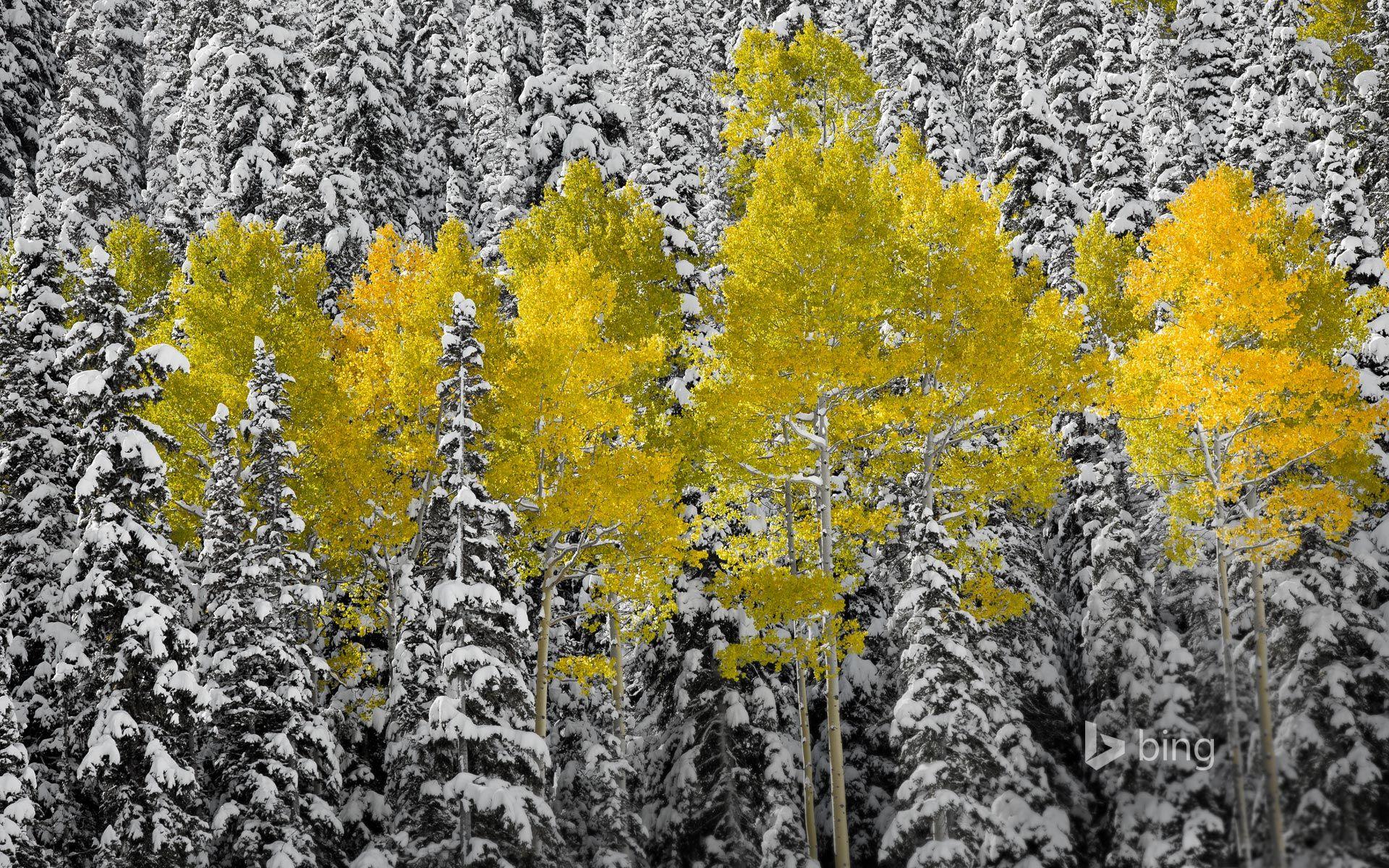 1920x1200 Aspen trees in autumn foliage, San Juan Mountains near Telluride