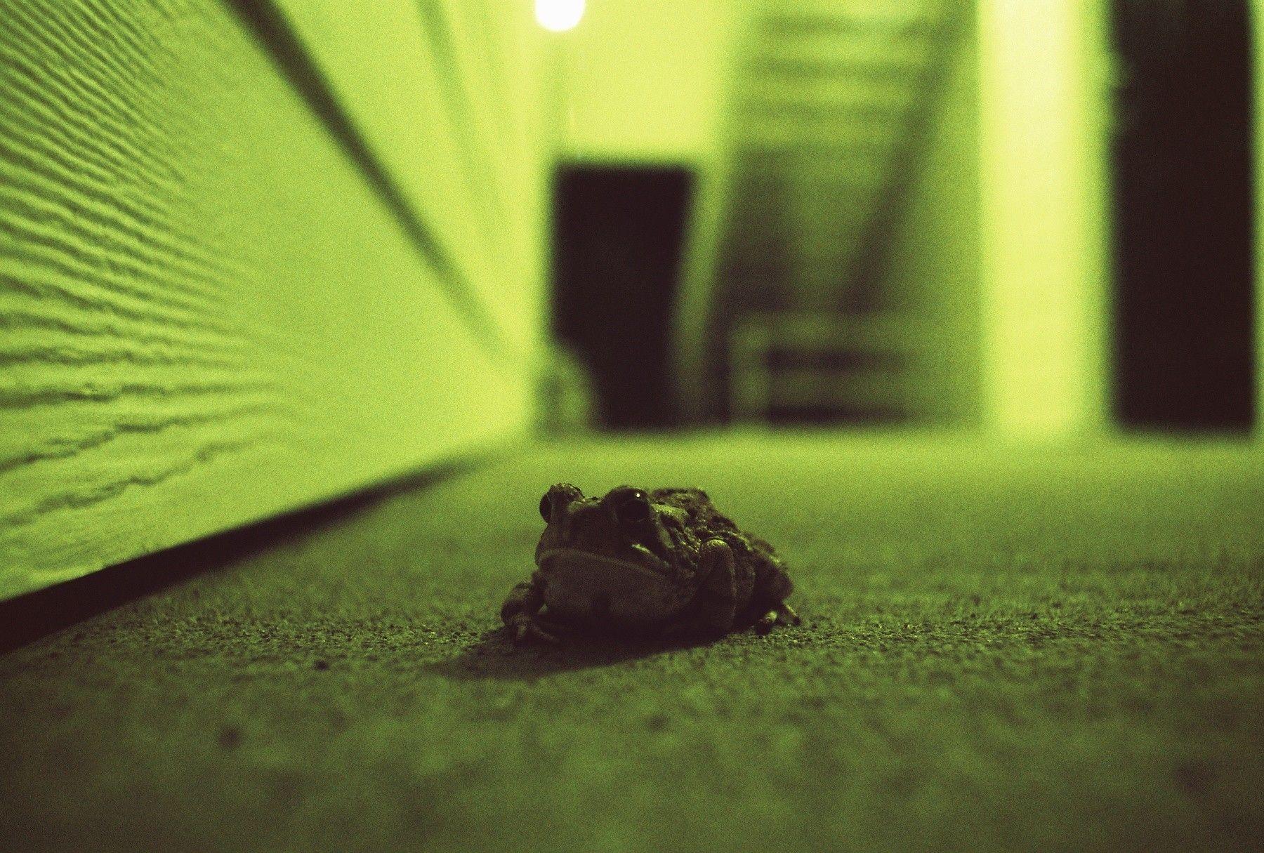 1800x1215 frogs cross process film photography 1800x1215 wallpaper High