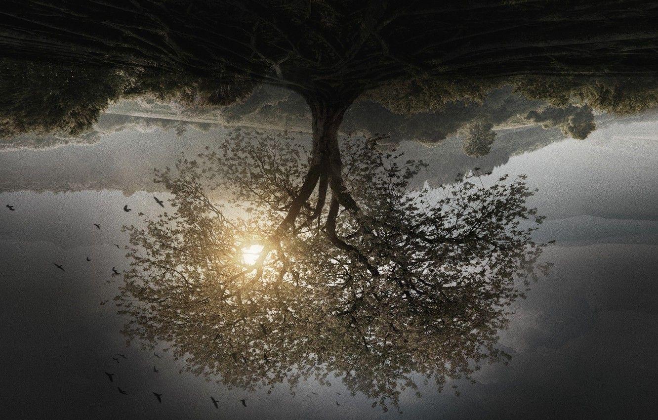 1332x850 Wallpaper vegetation, The Divergent Series, Divergent Insurgent