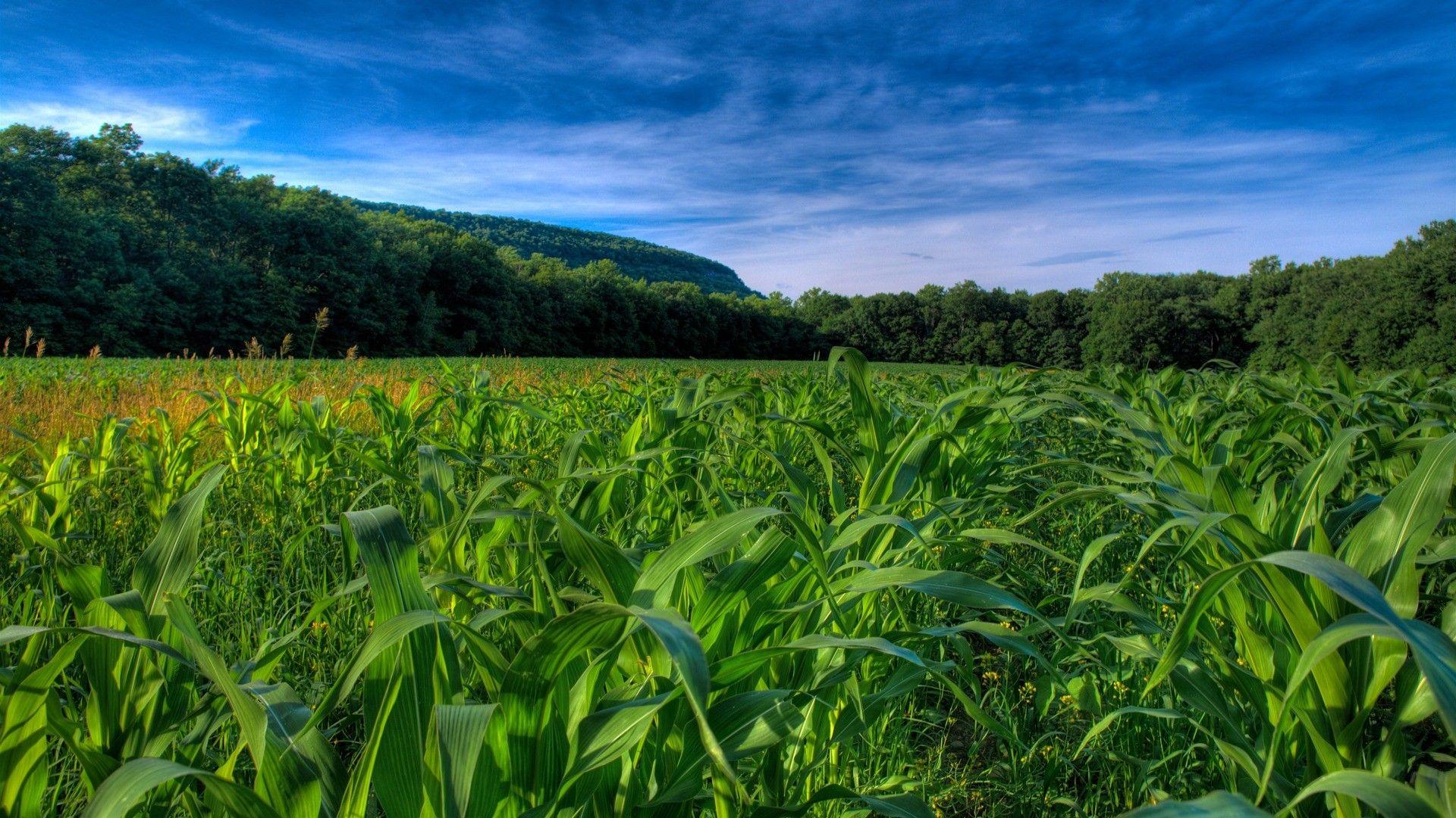 1920x1080 Open Field
