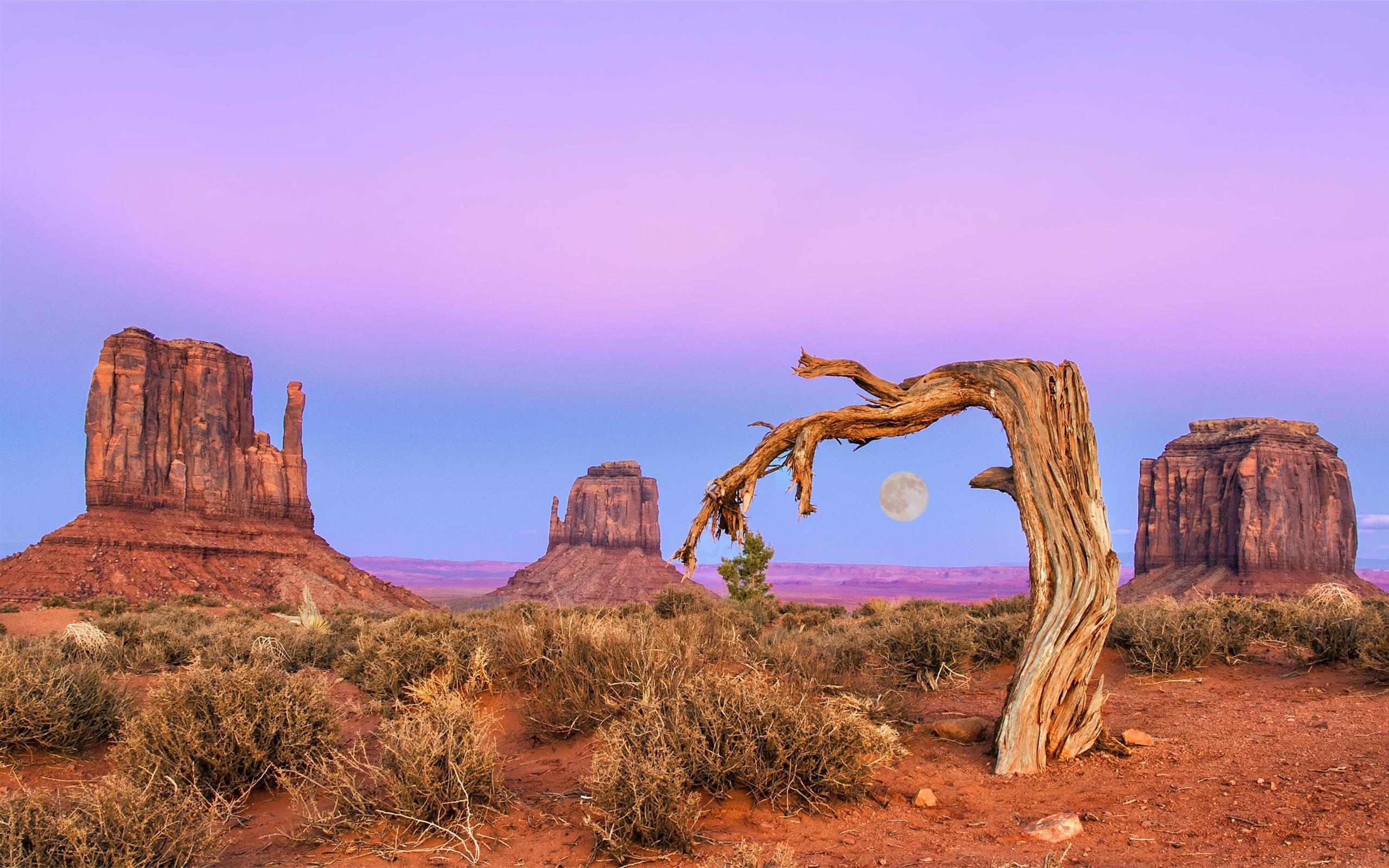 2560x1600 bare tree at the open field during daytime Mac Wallpaper Download