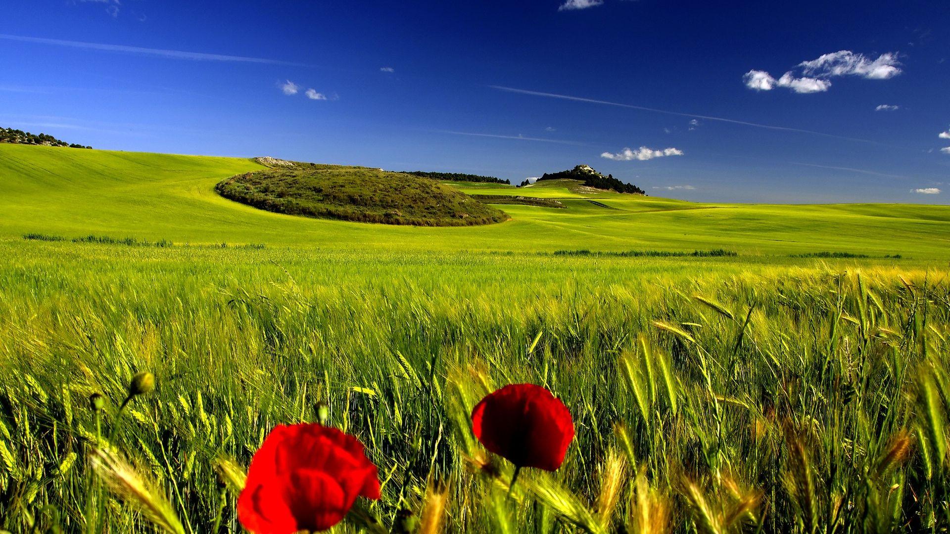 1920x1080 Free download Open Field with Clear Skies Full 1080p Ultra HD
