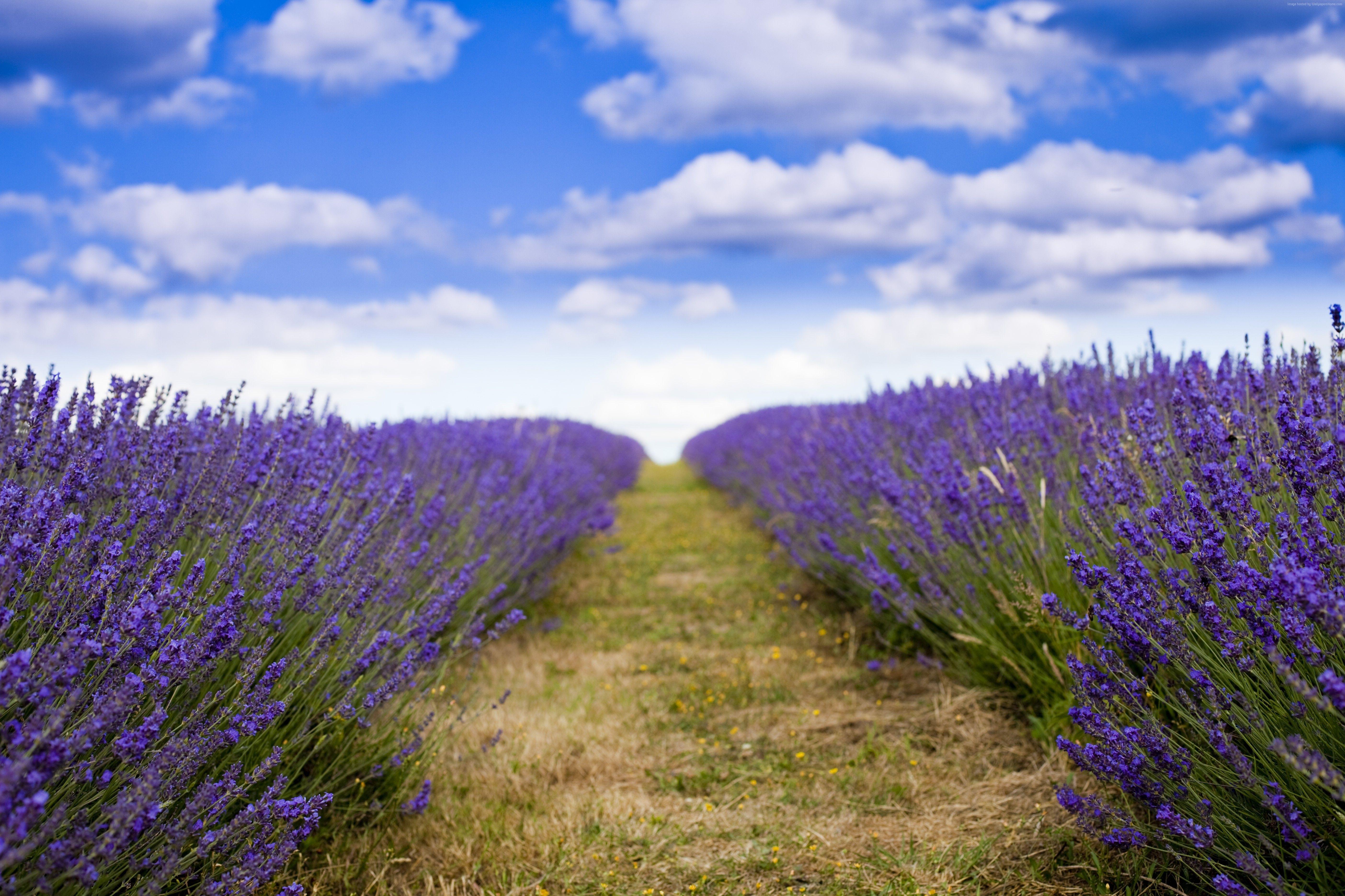 5616x3744 #field, k wallpaper, #flowers, #sky, #clouds, k, k