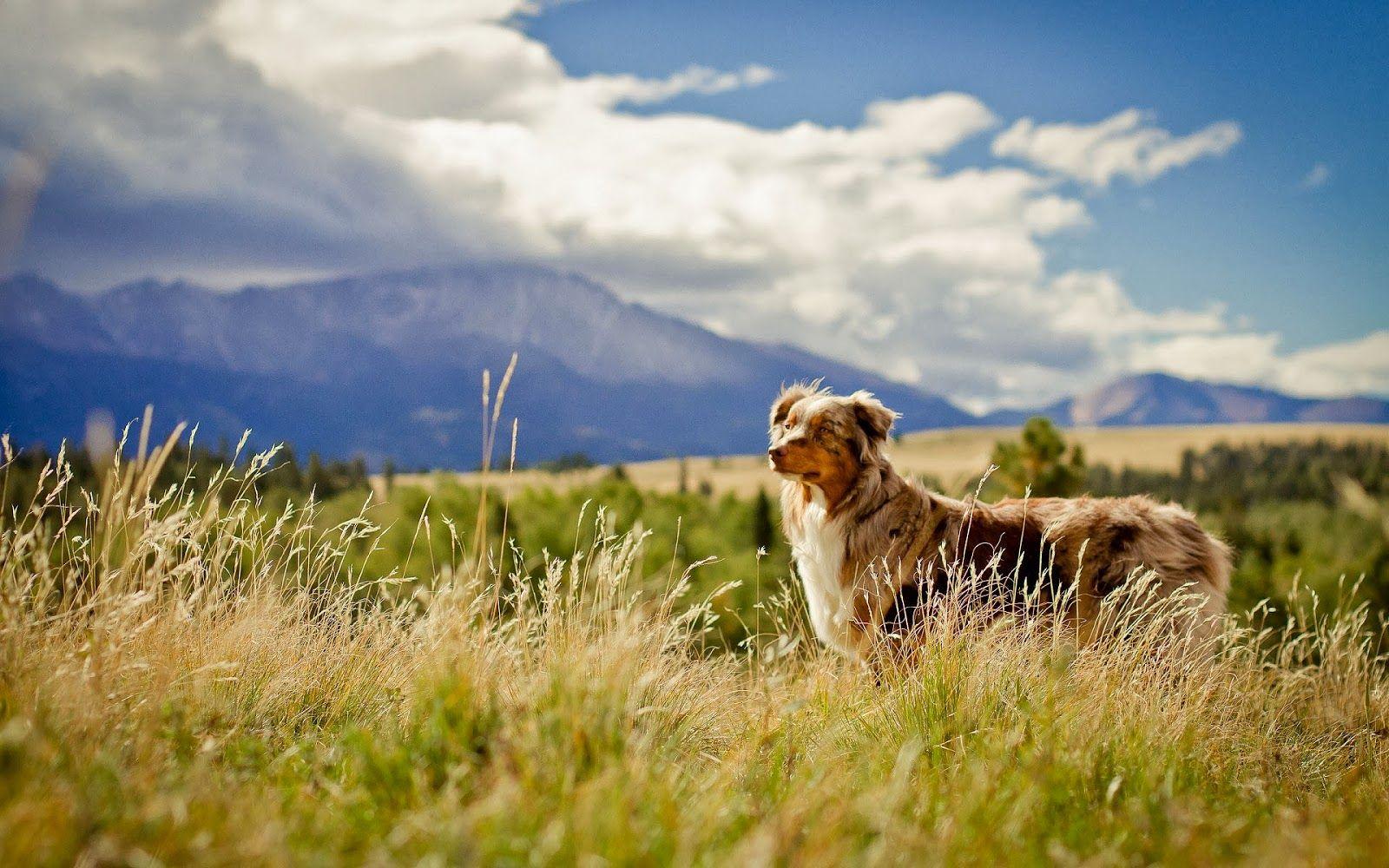 1600x1000 Dog in open field with high grass. HD Animals Wallpaper