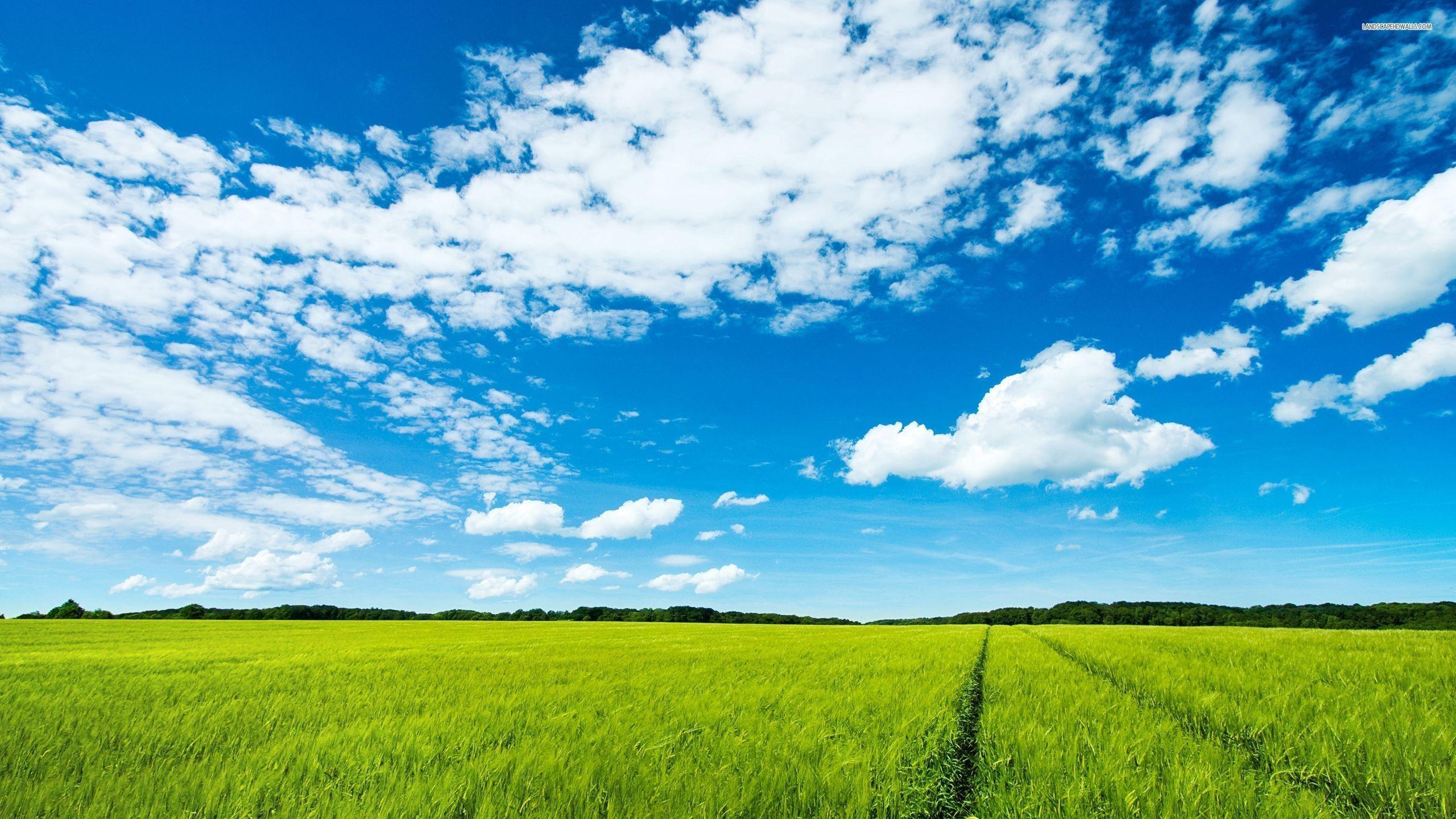 2560x1440 Windows Green Field Wallpaper