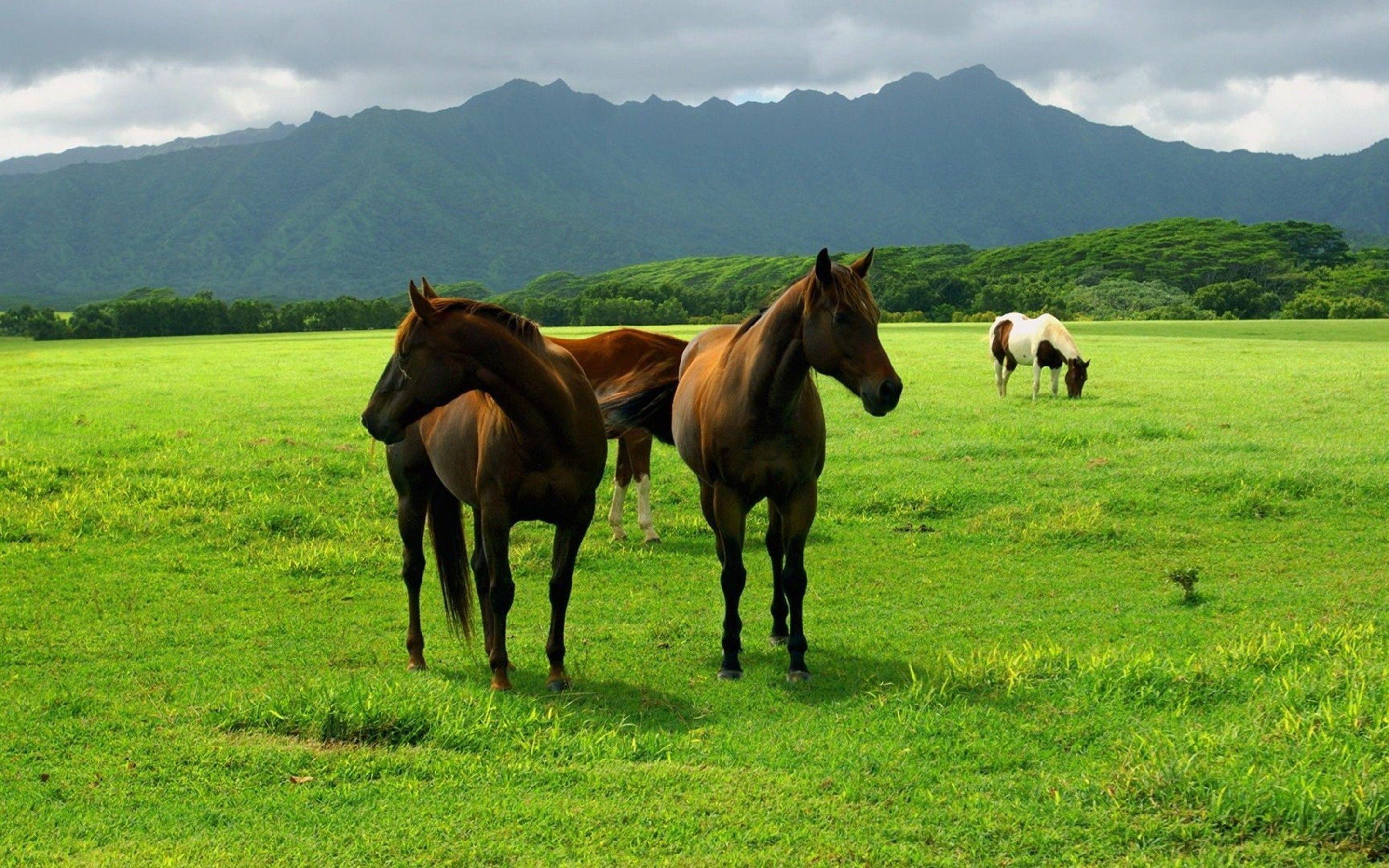 2880x1800 Horse In Open Field Macbook Pro Retina HD 4k Wallpaper