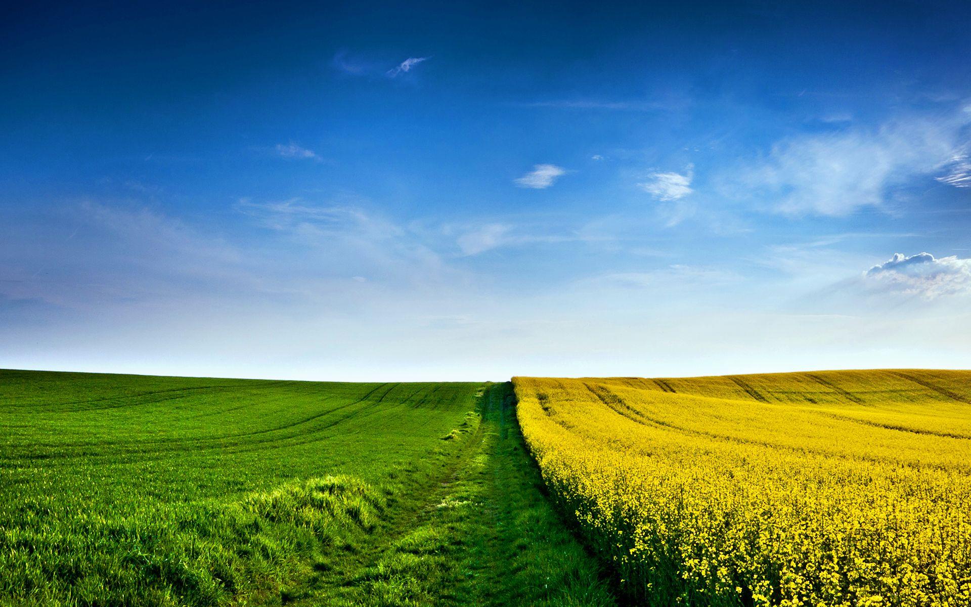 1920x1200 Field Wallpaper. Field Flowers Wallpaper