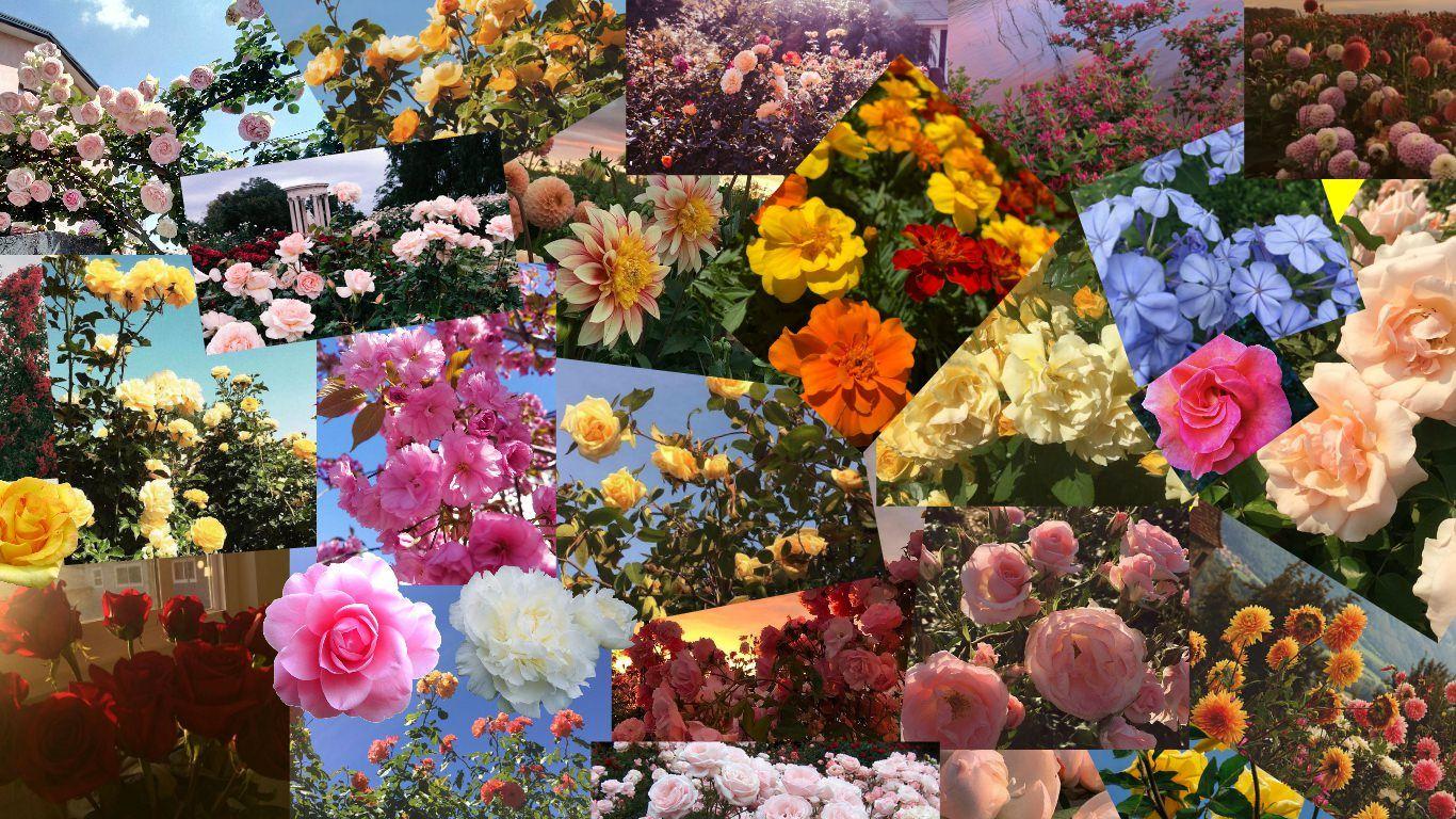 1366x768 I made a summer flower collage background! 1366x768