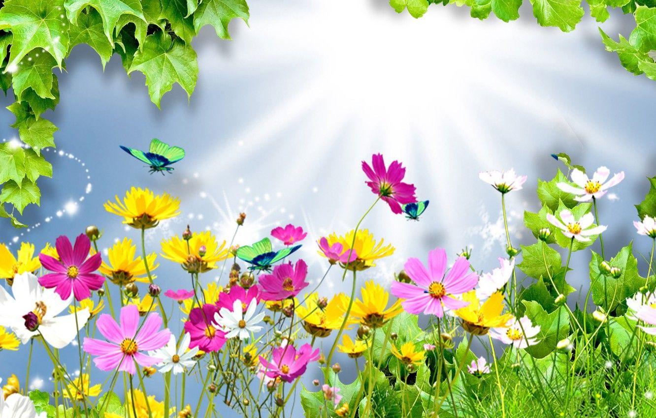 1332x850 Wallpaper summer, leaves, rays, light, flowers, collage, butterfly, kosmeya image for desktop, section разное