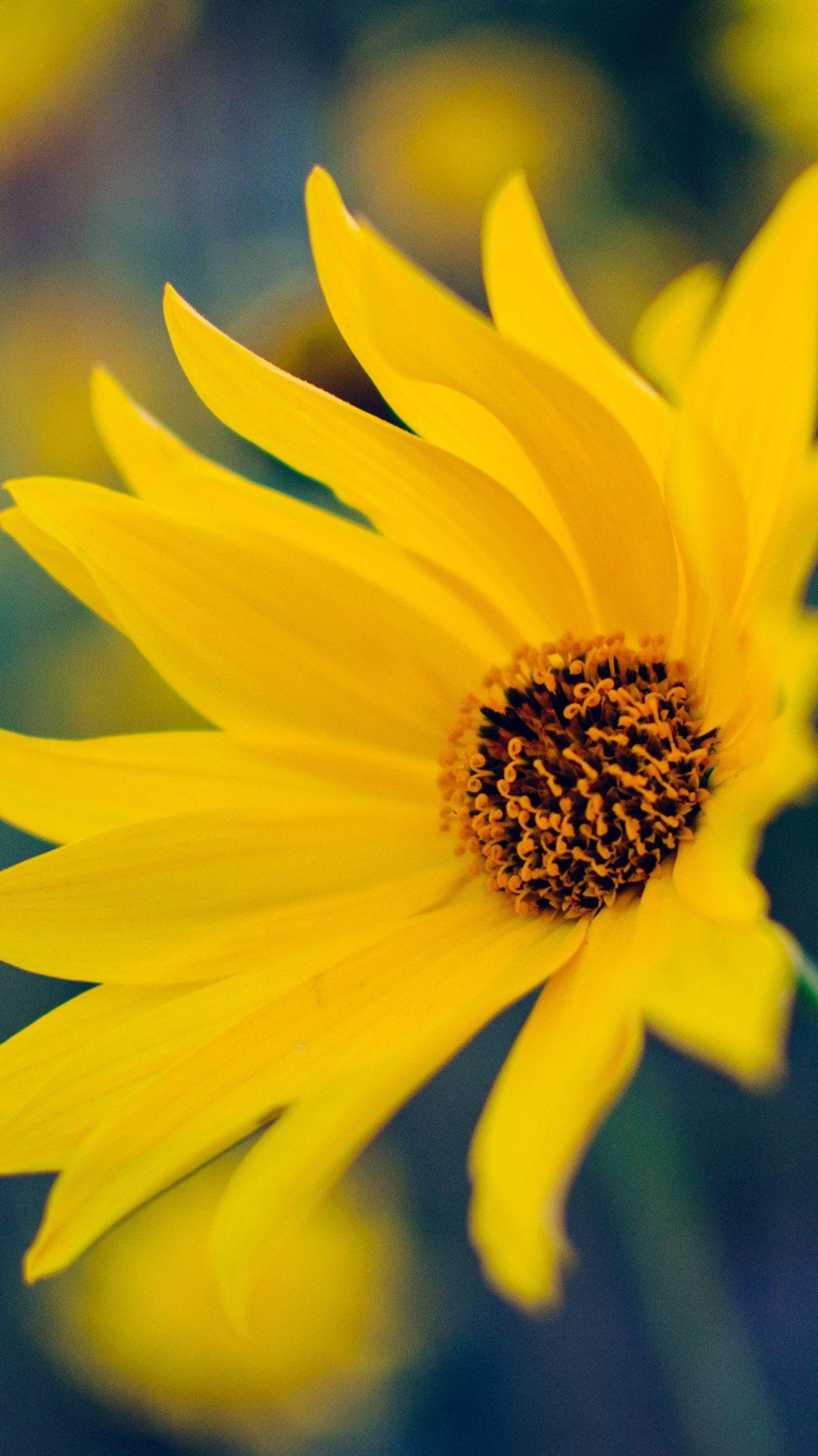 1440x2560 Yellow Flower Wallpaper, Android & Desktop Background. Yellow flower wallpaper, Flower wallpaper, Yellow flower photo