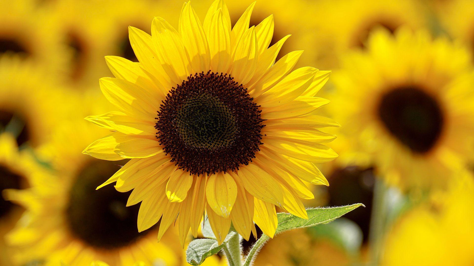 1920x1080 Shallow Focus Photography of Yellow Sunflower Field Wallpaper