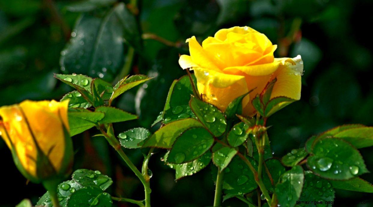 1243x691 Yellow Rose Flowers Image