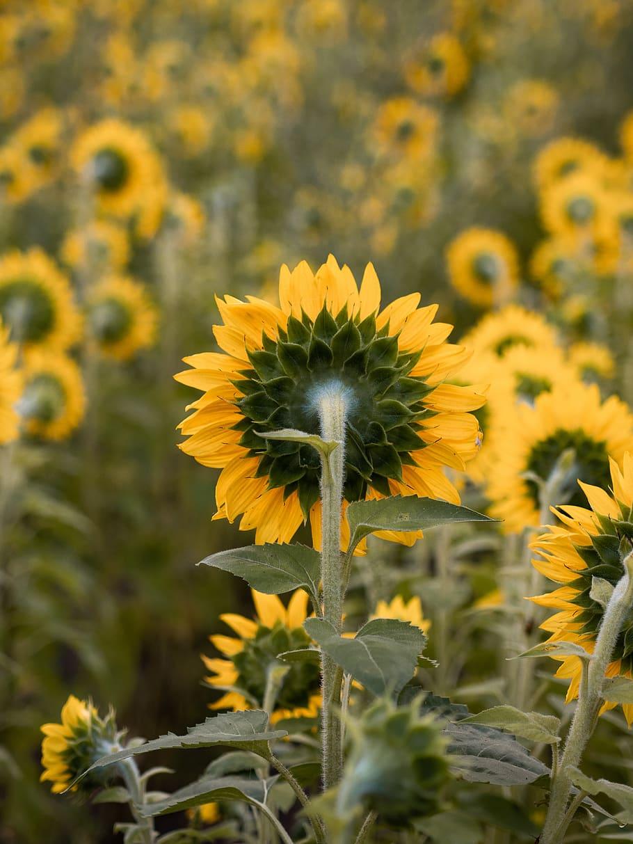 910x1213 HD wallpaper: depth photography of yellow sunflower field, plant