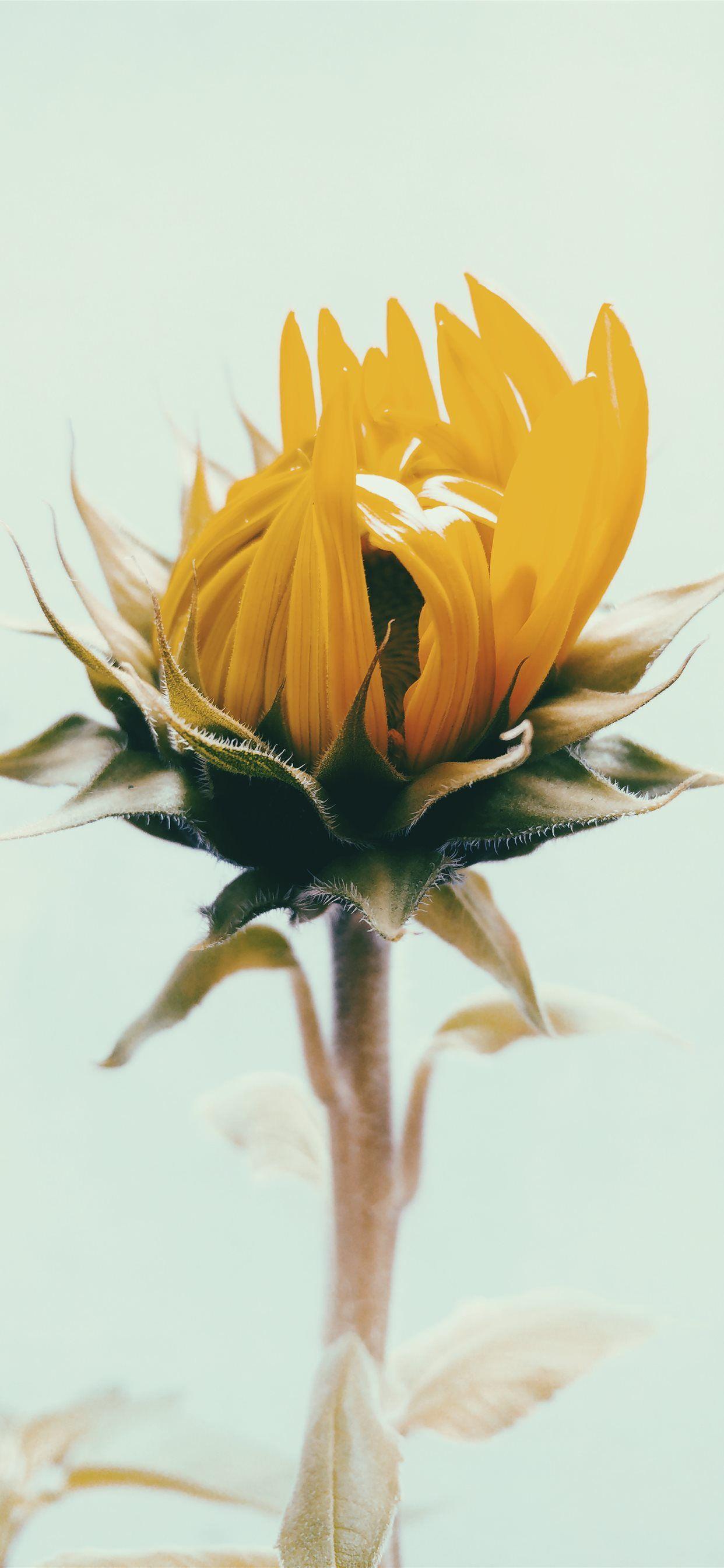 1242x2688 shallow focus photography of yellow sunflower iPhone 11 Wallpaper
